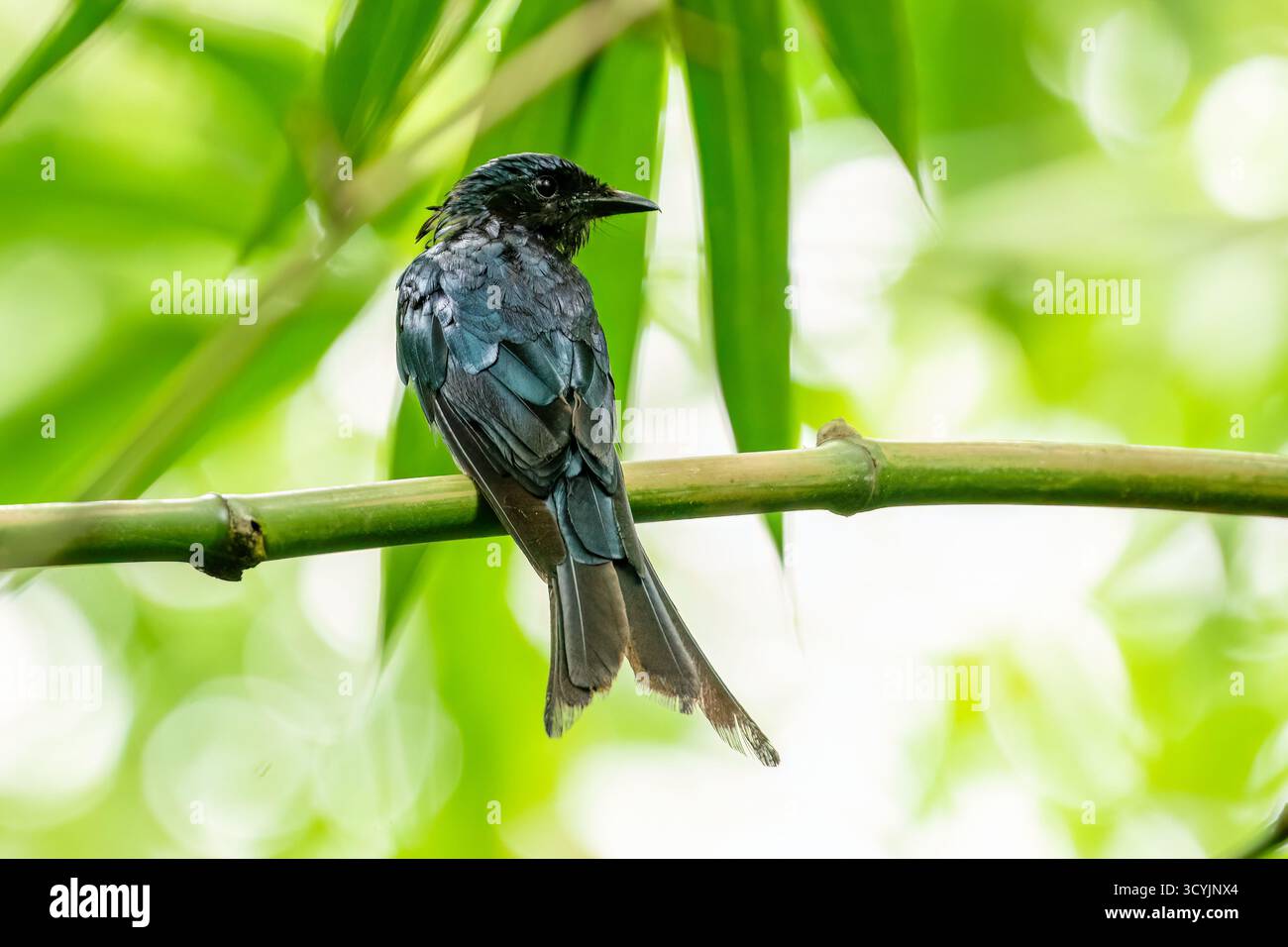 Uccelli del Bangladesh Foto Stock