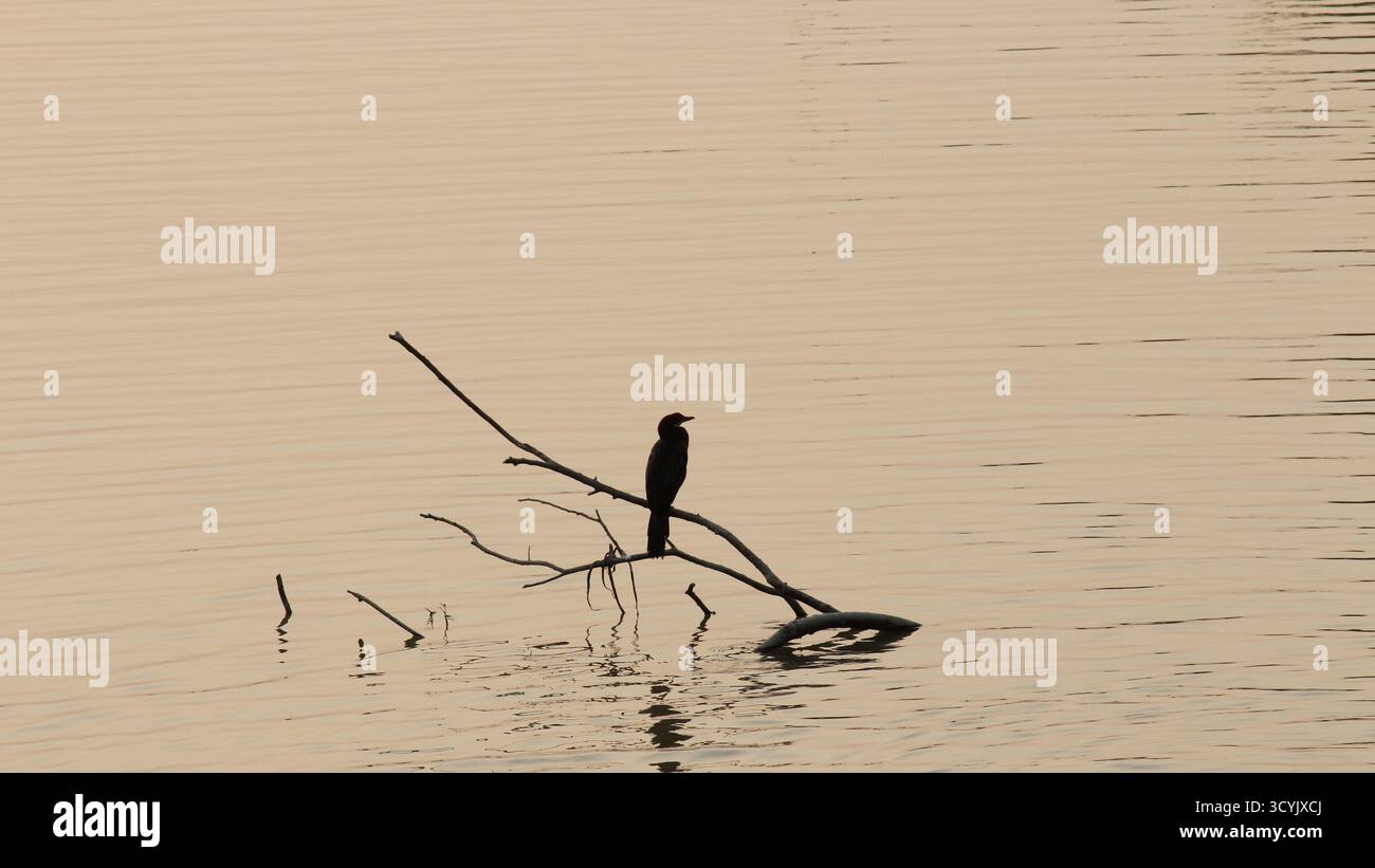 Sagoma di cormorano arroccato su un ramo sopra la superficie dell'acqua ferma. Calma serenità natura uccelli arroccati ramificazione natura natura natura fauna selvatica. Foto Stock