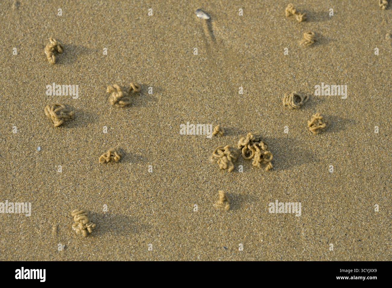 Pile di sabbia arrotolate create da vermi marini o arenicola marina, in riva al mare Foto Stock