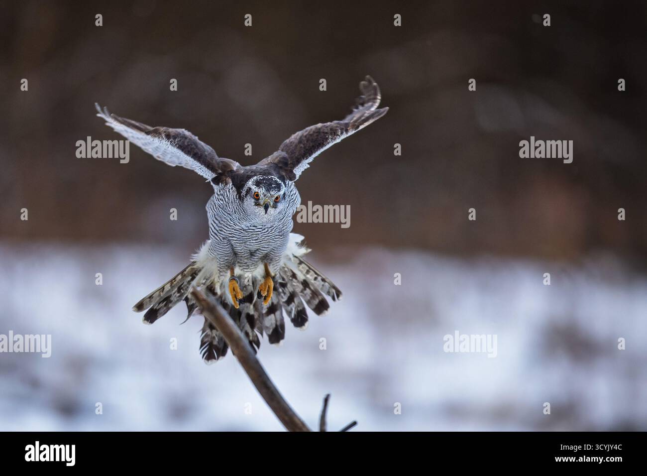 Il goshawk settentrionale (Accipiter gentilis) è seduto su un bastone Foto Stock