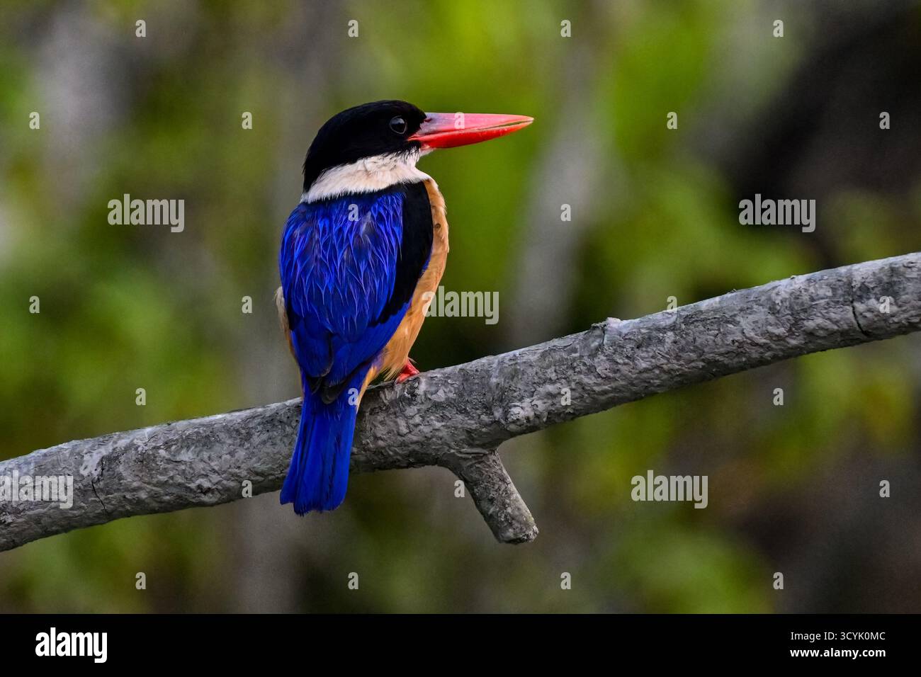 kingfisher con tappo nero Foto Stock