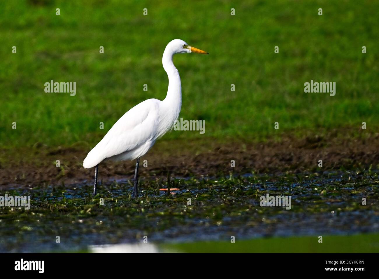 Piccola egretta, nella terra paludosa, in cerca di cibo. In Bangladesh Foto Stock