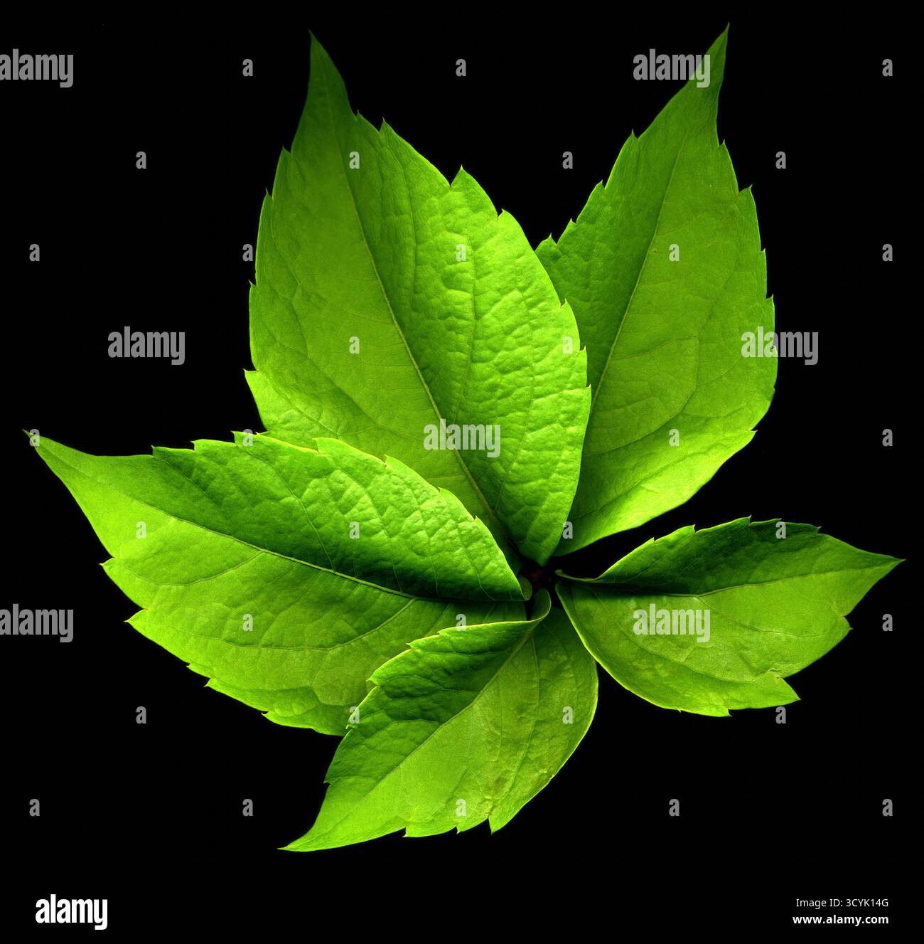 Foglia radiale di Parthenocissus quinquefolia con bordi seghettati e venature verdi vivide, isolata su nero. Ideale per uso botanico, di design o editoriale Foto Stock