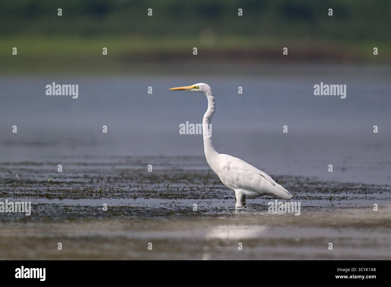 Piccola egretta, nella terra paludosa, in cerca di cibo. In Bangladesh Foto Stock