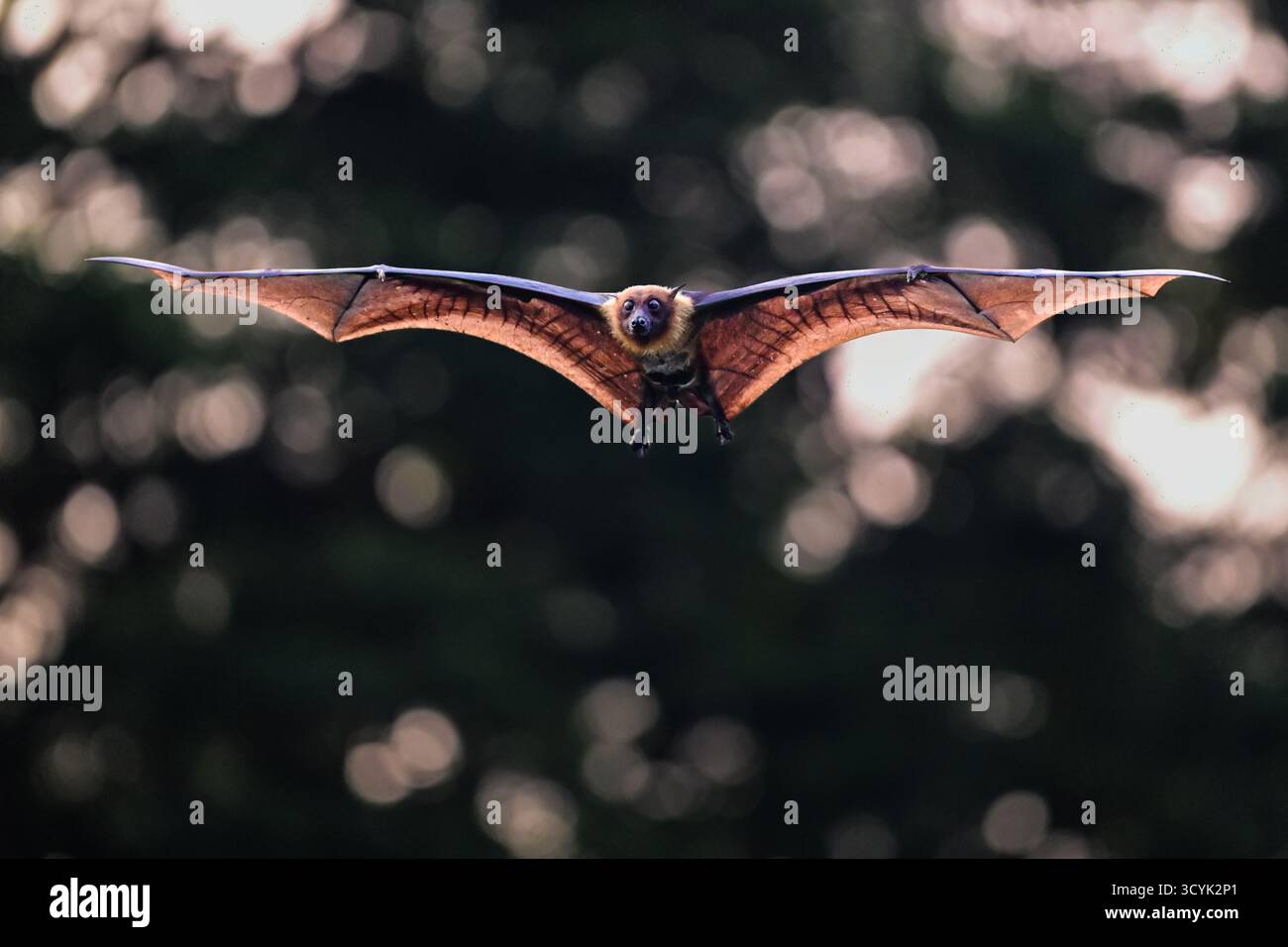 Volpi volanti indiani che volano sopra il lago di Dacca, Bangladesh, tuffati sull'acqua del lago. Foto Stock