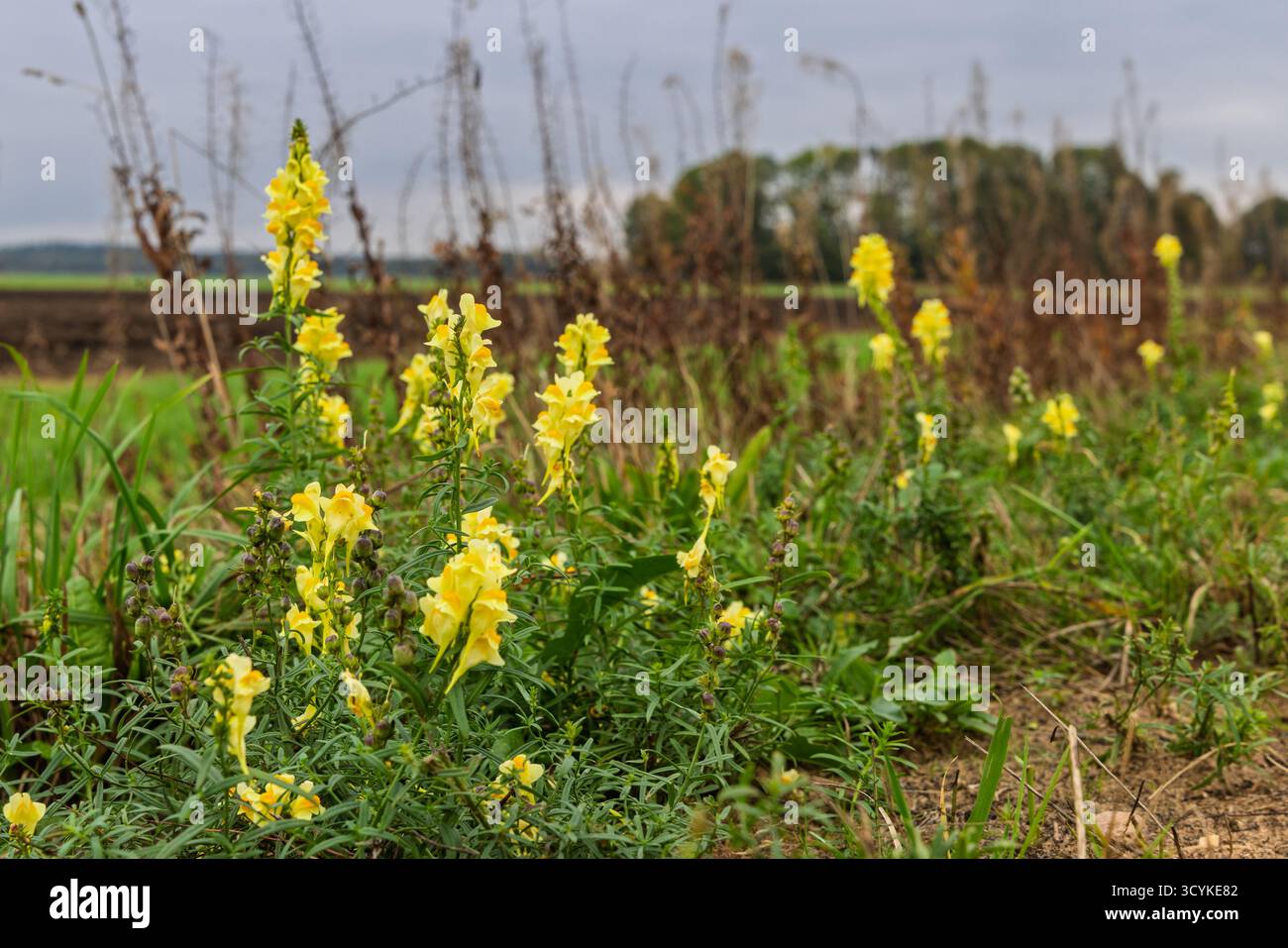 Il toadflax comune (Linaria vulgaris) con i suoi bellissimi fiori gialli è una pianta comune di terreno di scarto, prateria, vergini e siepi Foto Stock