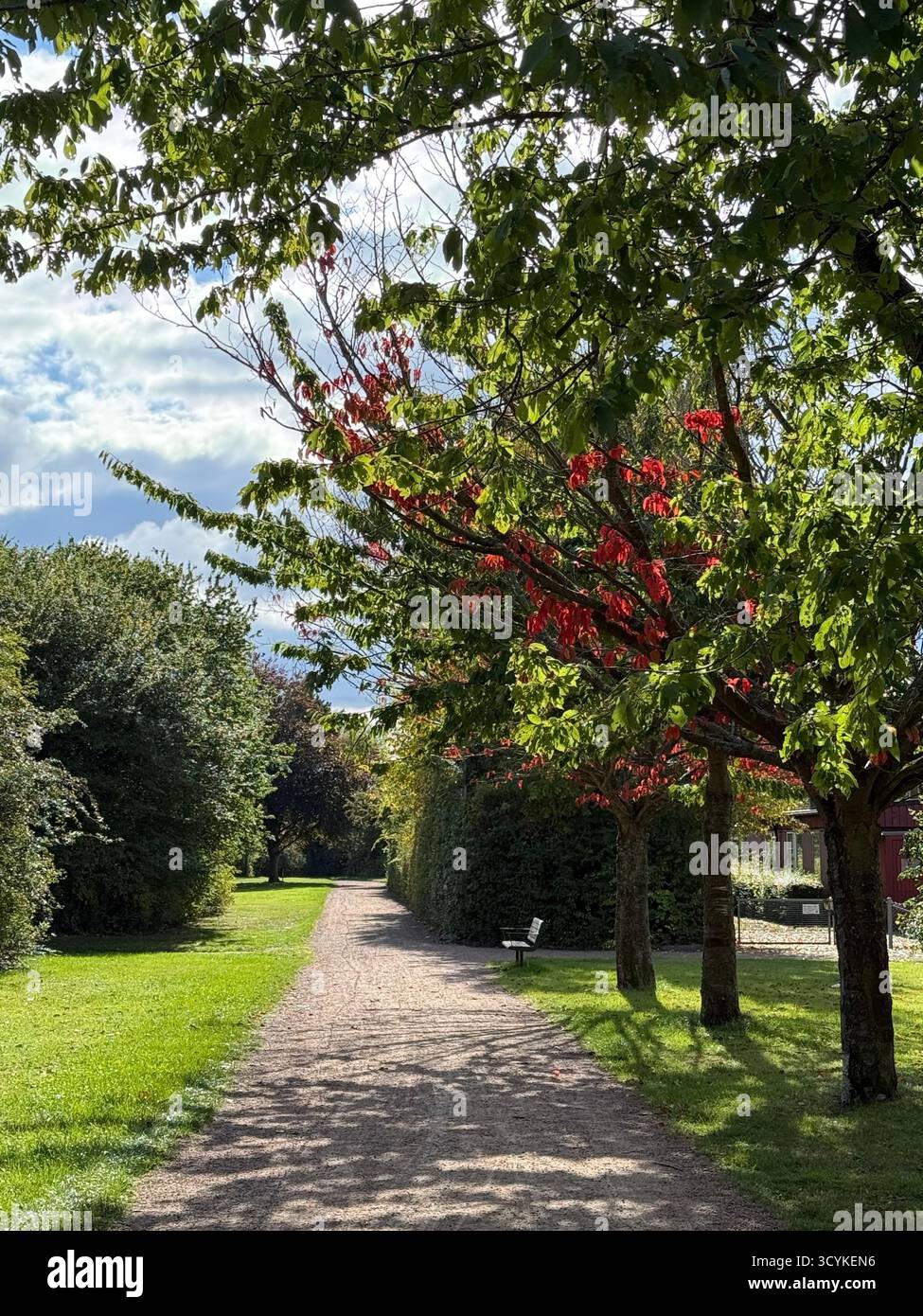 Una passeggiata nel parco e la pace nella mia mente. - Immagine stock catturata con smartphone