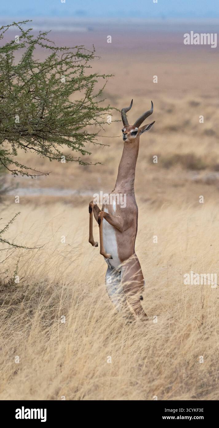 Gerenuk in una savana erbosa del Parco Nazionale di Amboseli, Kenya Foto Stock