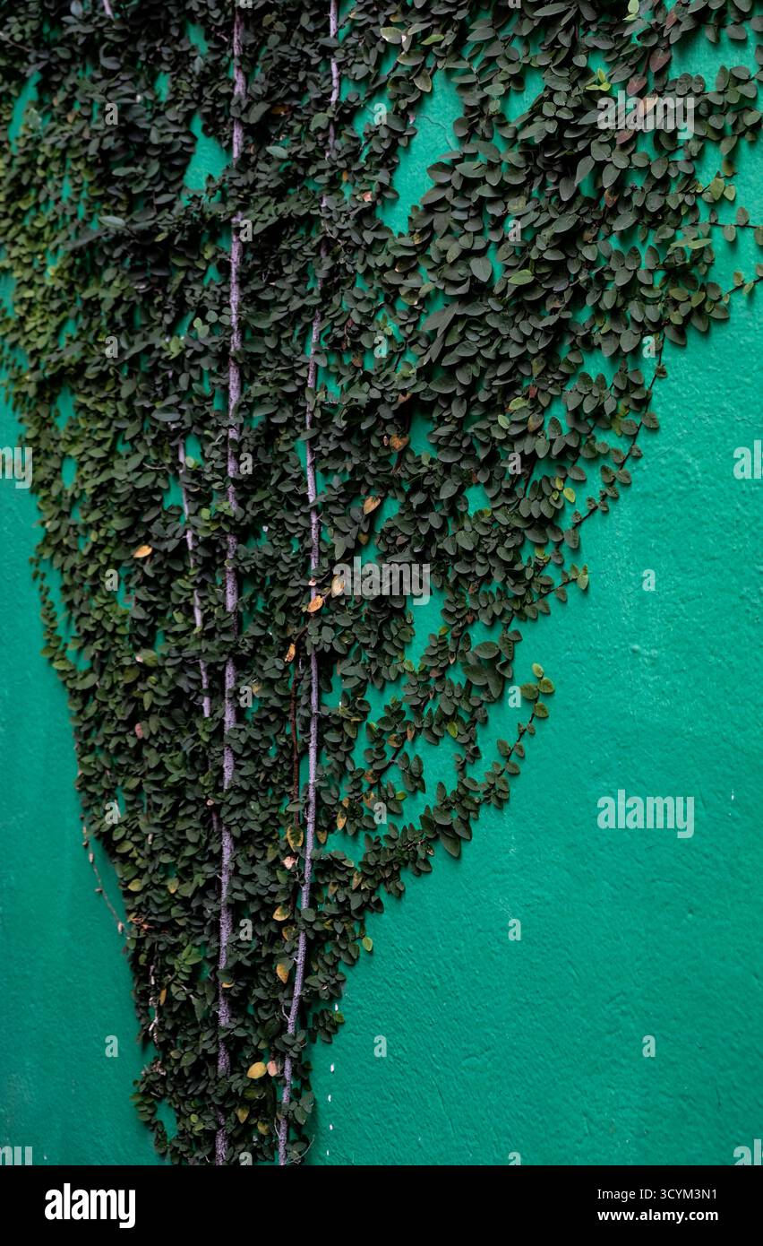 edera verde che cresce su una vivace parete dipinta di verde, che mostra motivi naturali e texture contrastanti. Foto Stock