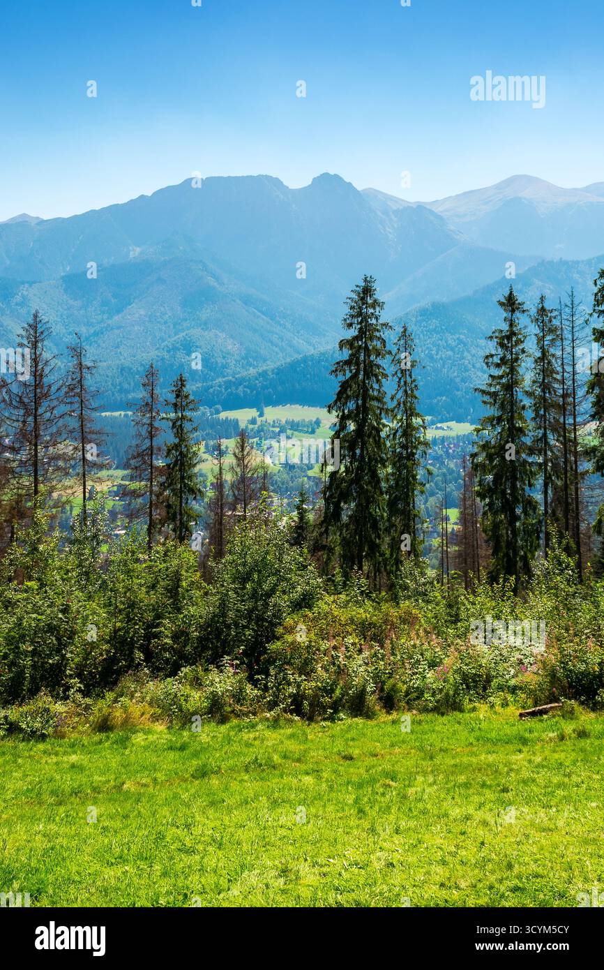 paesaggio soleggiato con foresta di conifere su prato erboso. paesaggio verticale estivo della polonia, zakopane a mezzogiorno. distante catena montuosa dei tatra Foto Stock