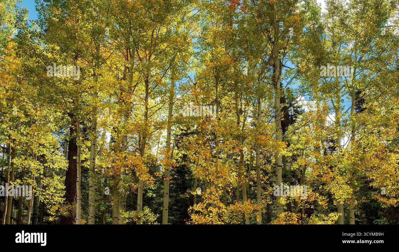 Quaking aspen (Populus tremuloides) nel fogliame autunnale dorato, Apache–Sitgreaves National Forest, White Mountains, Arizona, Stati Uniti. Foto Stock