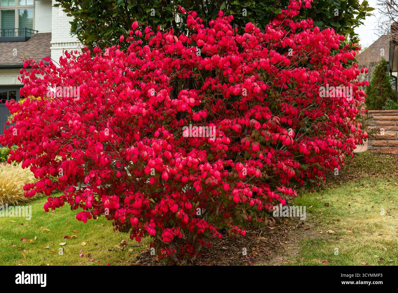 Primo piano di un arbusto ardente (Euonymus alatus) rosso vibrante e prominente nella stagione autunnale o autunnale. Foto Stock