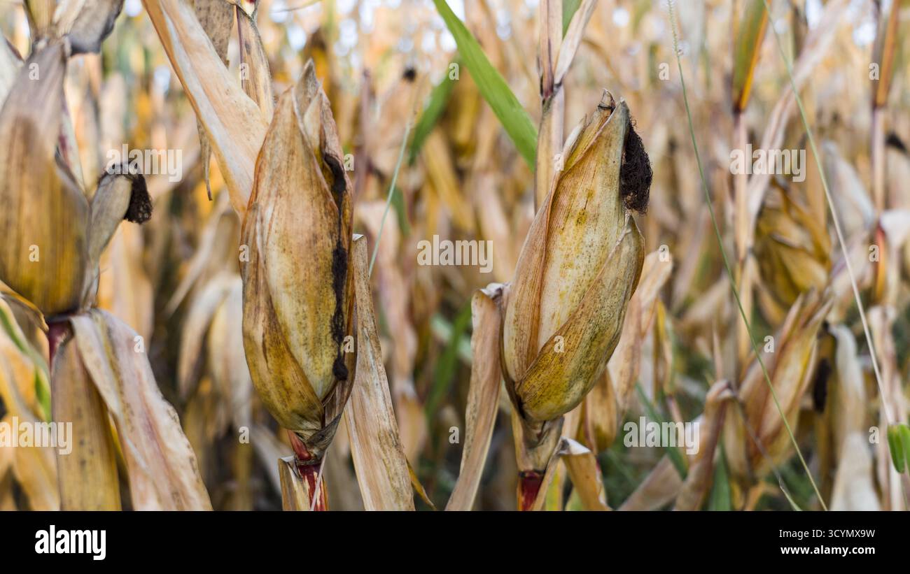 Campo di mais maturo in una splendida giornata autunnale di ottobre, illuminato dalla calda luce del sole e che mostra piante di mais dorate pronte per il raccolto. Foto Stock