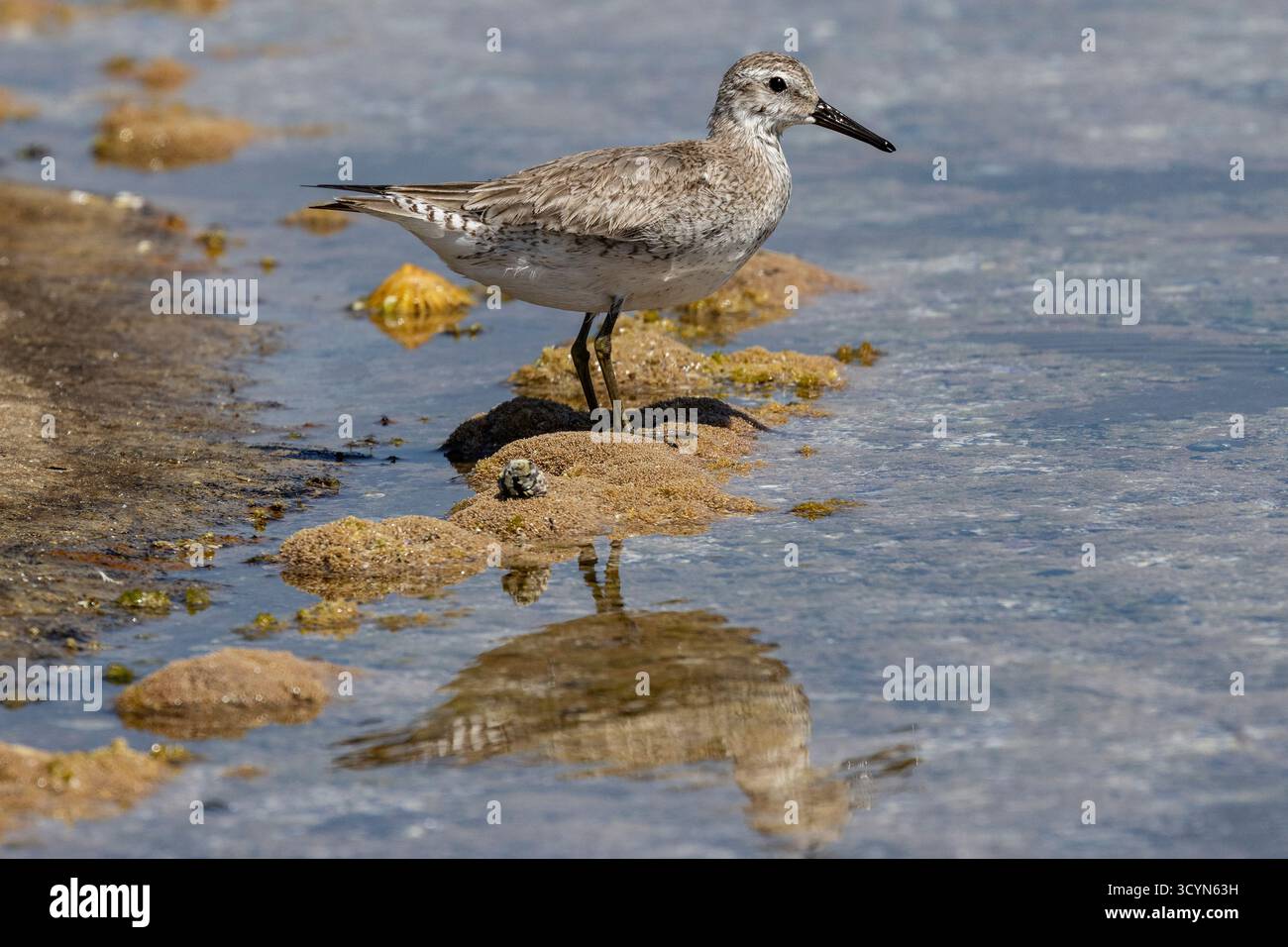 Red Knot che si occupa del foraggio di uccelli per il cibo sulla barriera corallina Foto Stock