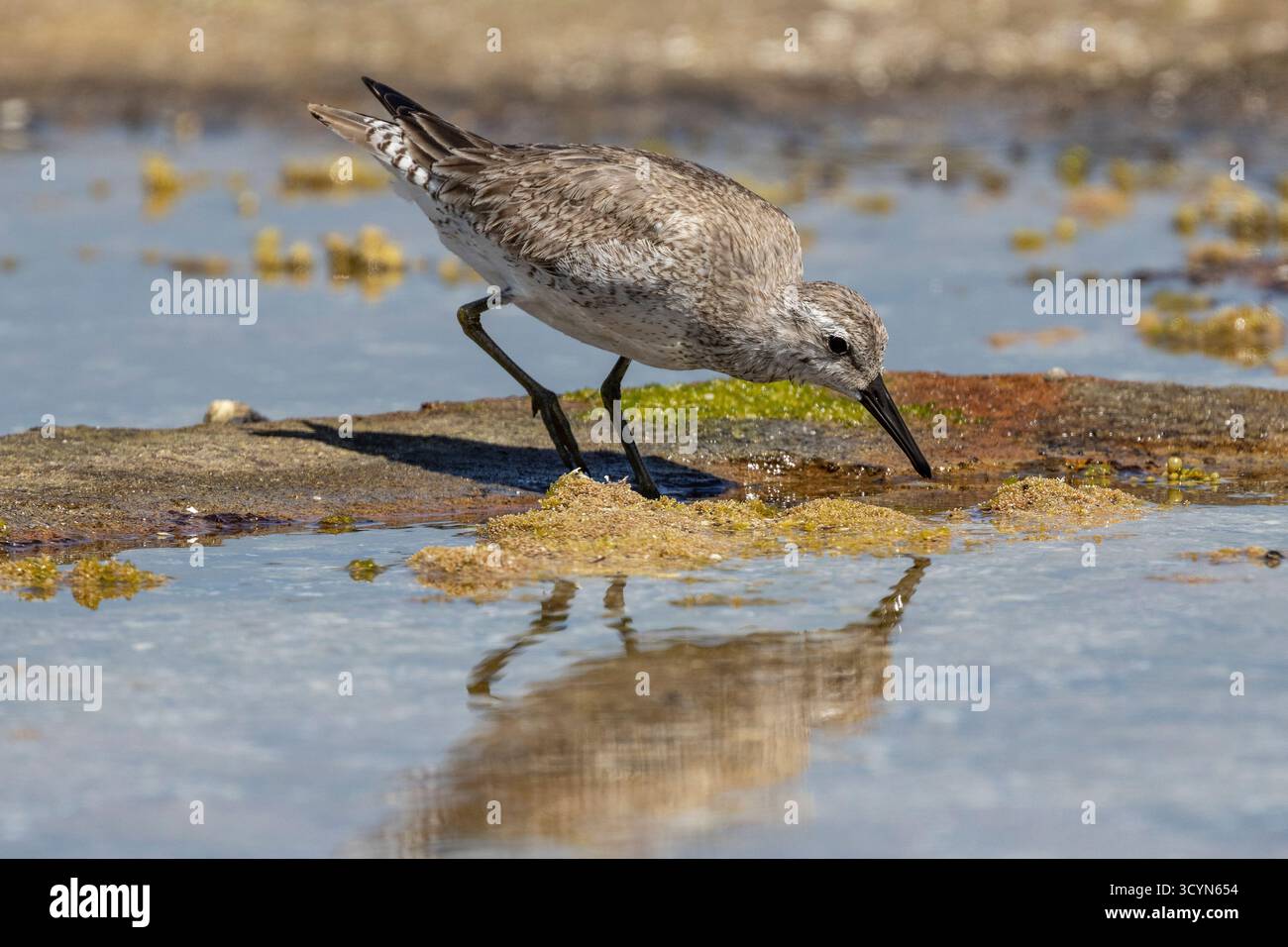 Red Knot che si occupa del foraggio di uccelli per il cibo sulla barriera corallina Foto Stock