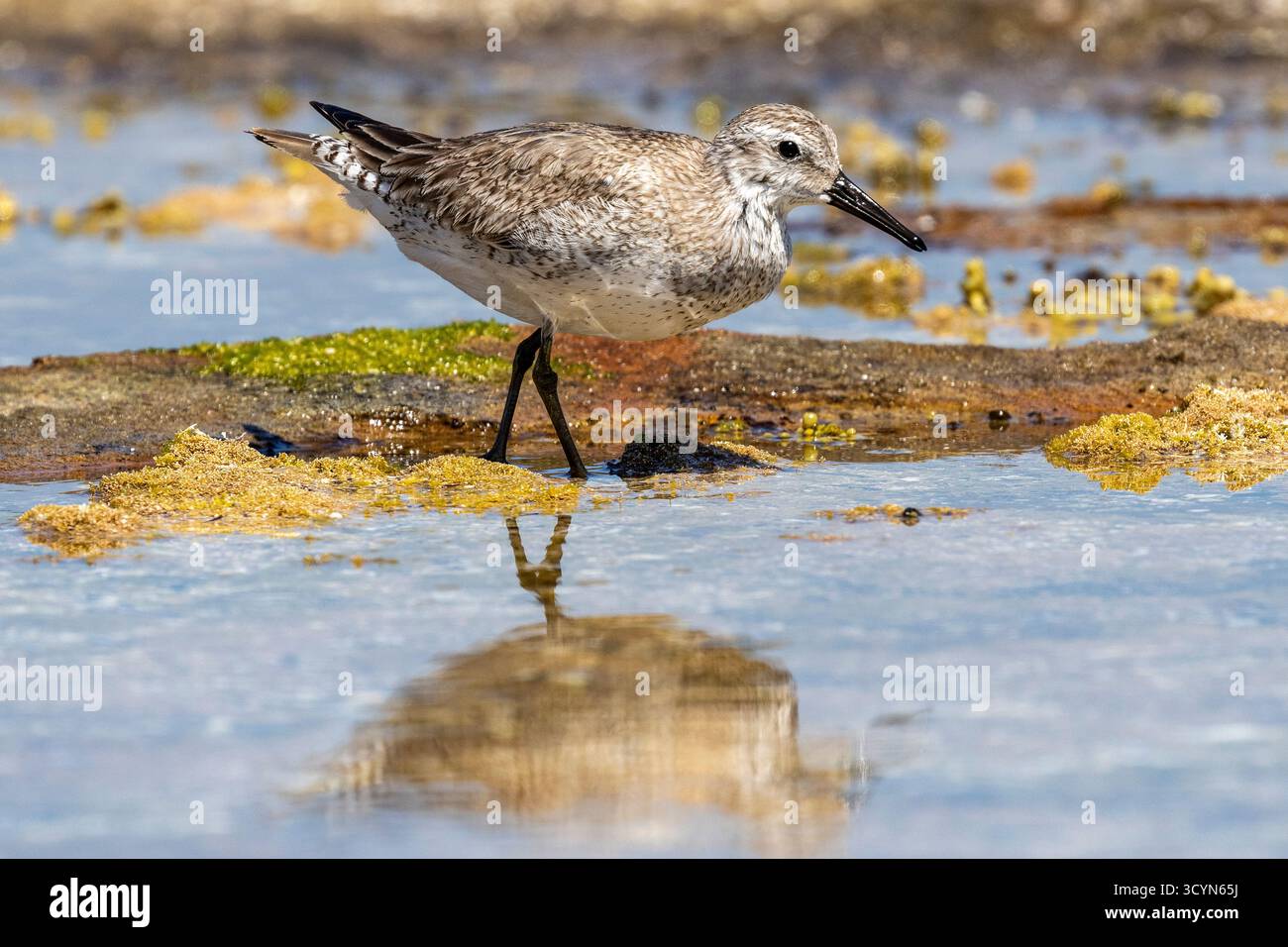 Red Knot che si occupa del foraggio di uccelli per il cibo sulla barriera corallina Foto Stock