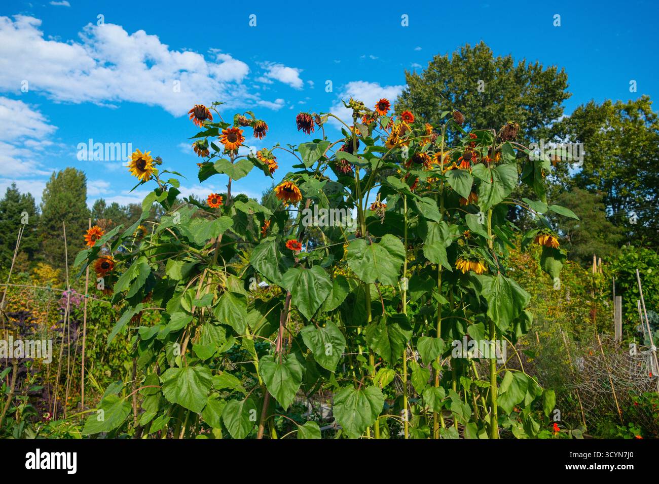 Girasoli alla fine dell'estate allo Strathcona Community Gardens di Vancouver, British Columbia. Foto Stock