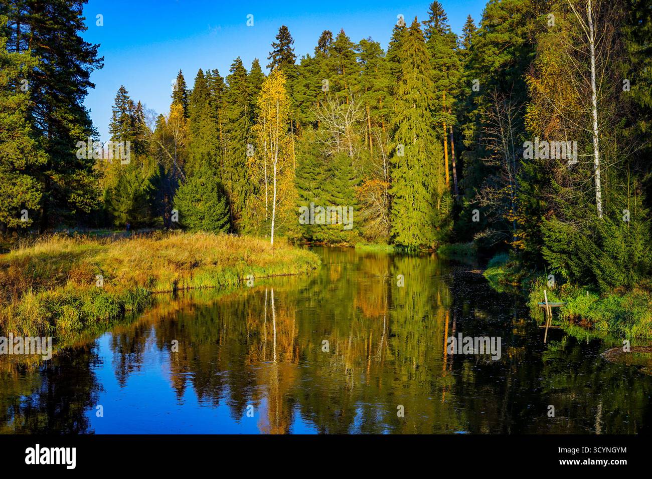 Tranquillo fiume che si snoda attraverso una foresta autunnale Foto Stock