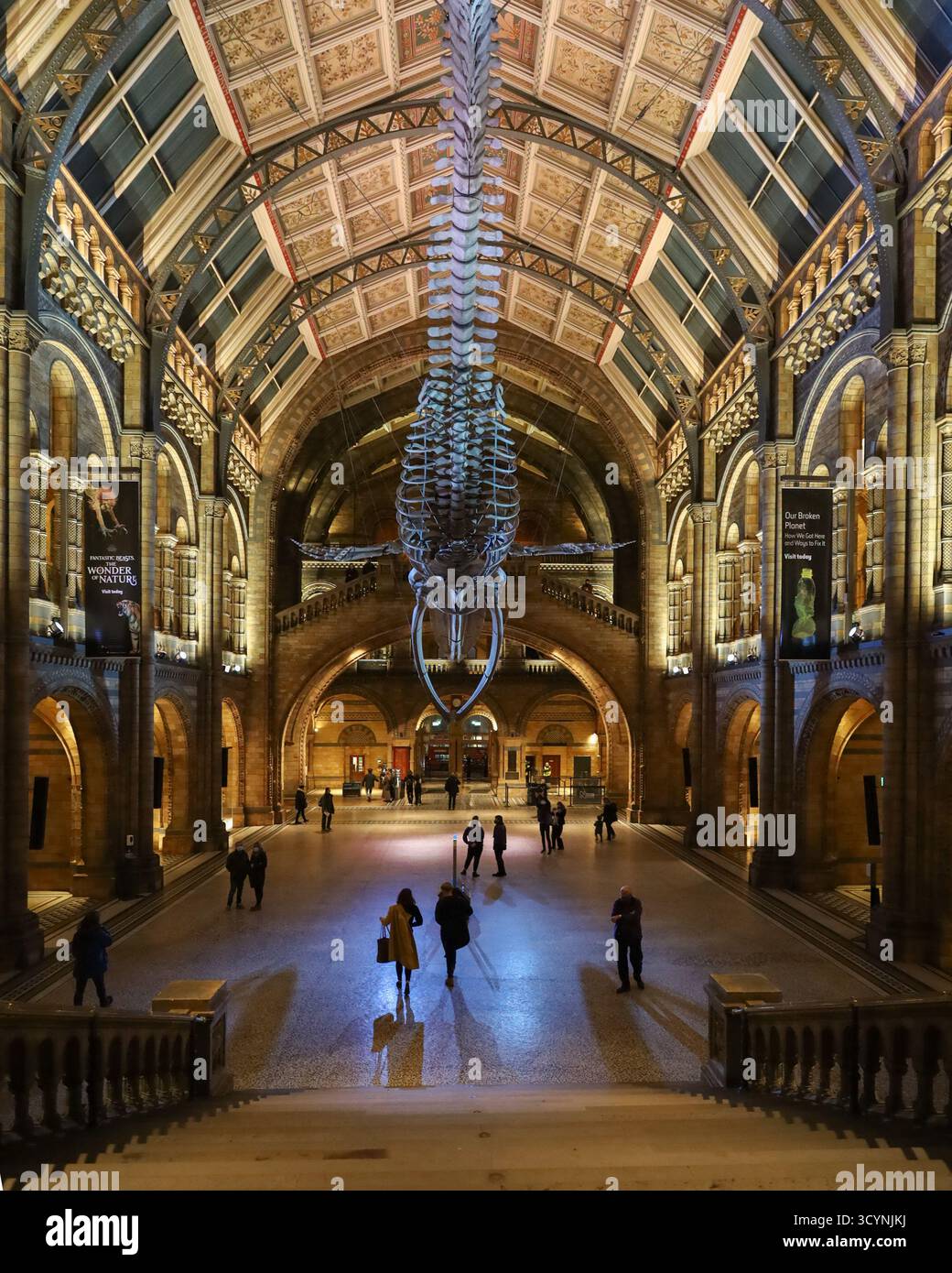 Scheletro di balena blu all'interno del Museo di storia naturale di Londra, una vista notturna interna all'atrio di Hintze Hall Foto Stock