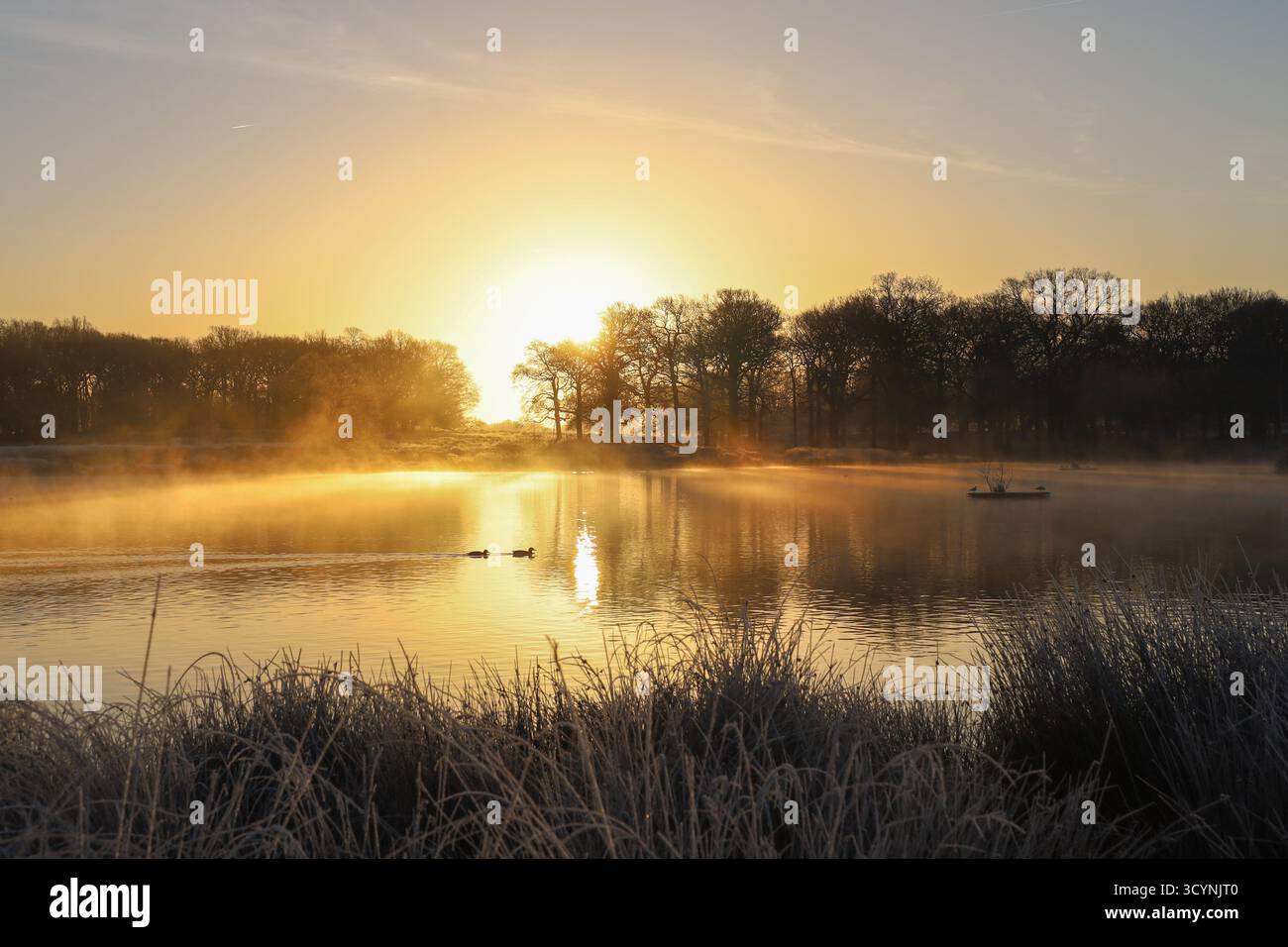 Pen Ponds nel Richmond Park in inverno, nebbia all'alba con anatre sul lago Foto Stock