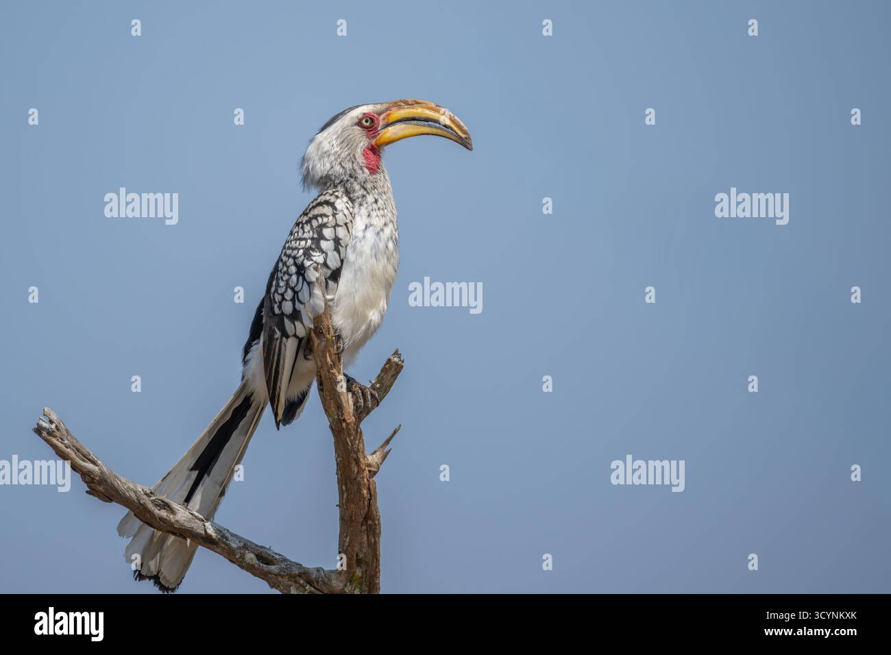 Banconota gialla appesa su uno spesso iBranch Foto Stock
