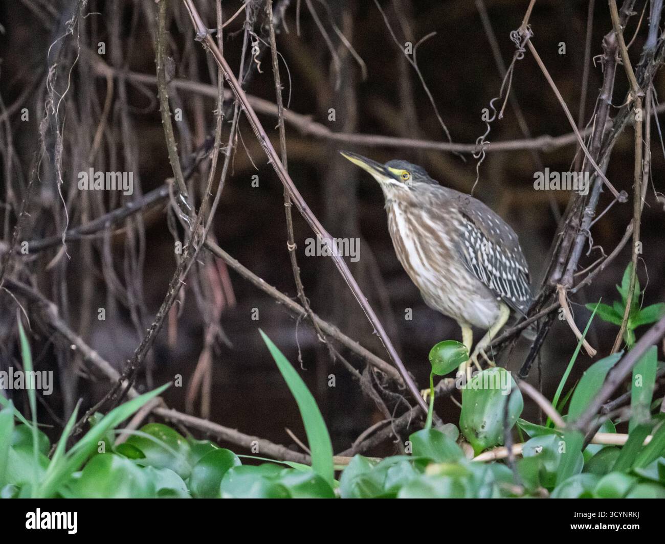 Rufescent Tiger Heron (Tigrisoma lineutum) a Pantanal, Brasile Foto Stock
