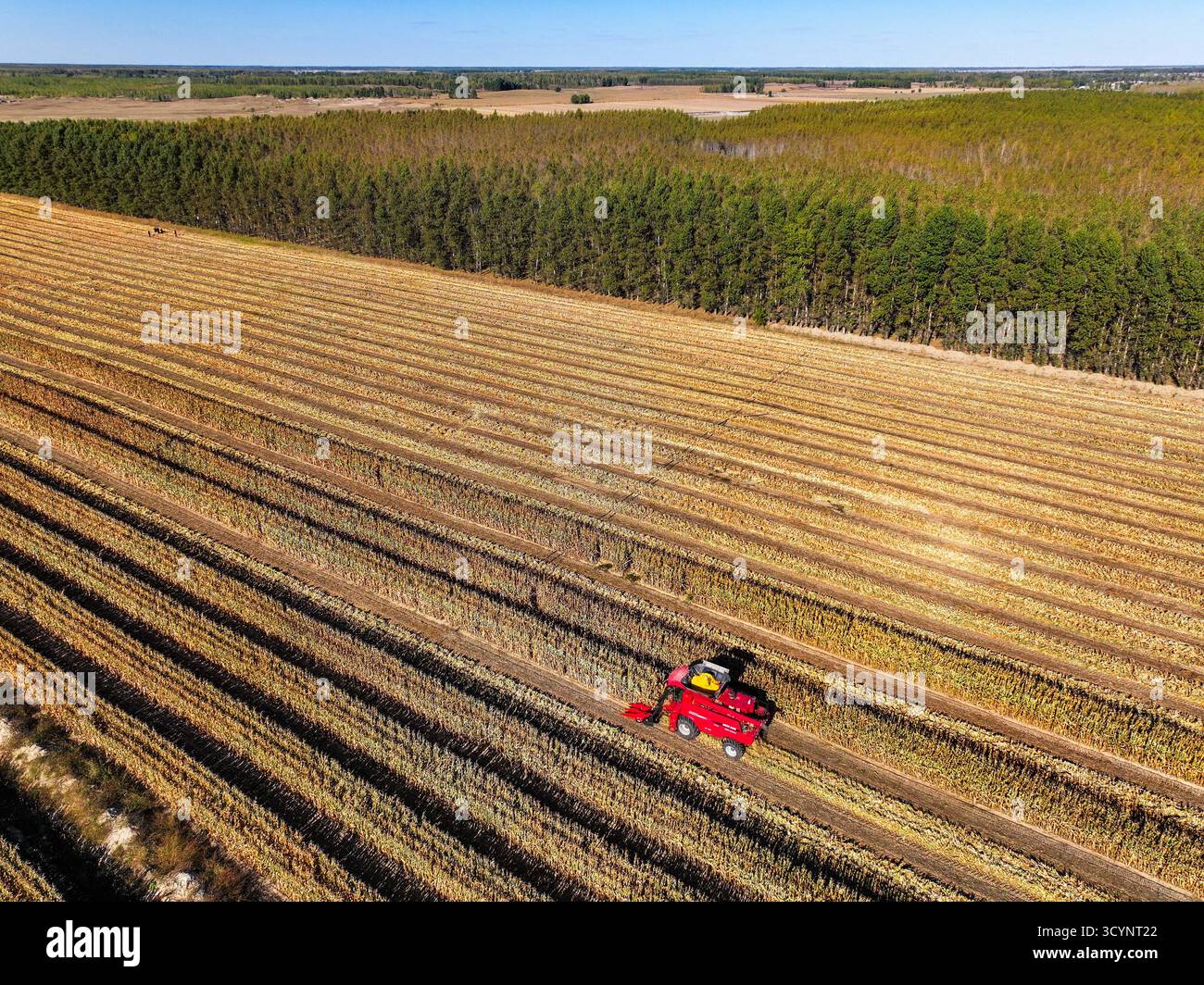 Tongliao, la regione autonoma della Mongolia interna cinese. 18 ottobre 2025. Una foto aerea mostra una mietitrice che lavora in un campo di mais a Horqin Left Wing Rear Banner di Tongliao City, nella regione autonoma della Mongolia interna della Cina settentrionale, 18 ottobre 2025. Crediti: Lian Zhen/Xinhua/Alamy Live News Foto Stock
