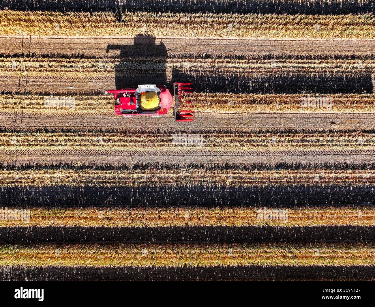 Tongliao, la regione autonoma della Mongolia interna cinese. 18 ottobre 2025. Una foto aerea mostra una mietitrice che lavora in un campo di mais a Horqin Left Wing Rear Banner di Tongliao City, nella regione autonoma della Mongolia interna della Cina settentrionale, 18 ottobre 2025. Crediti: Lian Zhen/Xinhua/Alamy Live News Foto Stock
