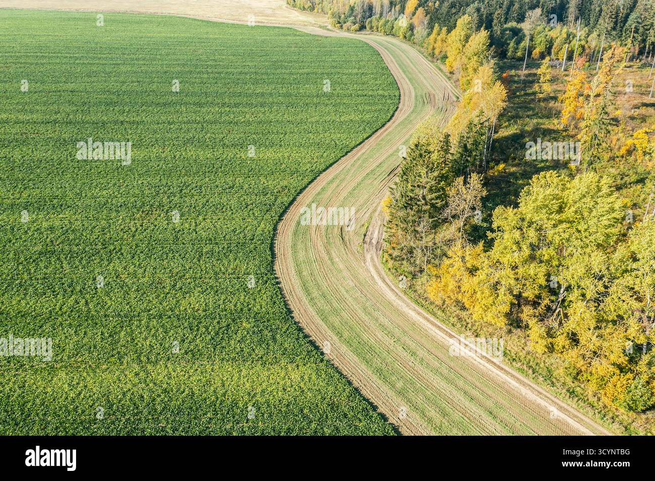 vista aerea dei campi coltivati nella soleggiata giornata autunnale. zona rurale con campi agricoli coltivati. Foto Stock