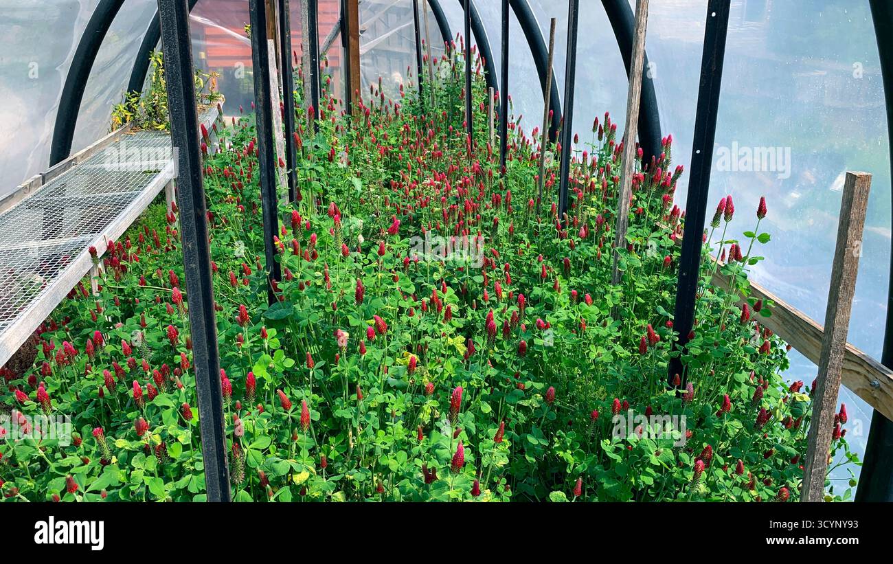Un tunnel per il giardinaggio sotto il letame verde del trifoglio Crimson all'inizio della primavera in preparazione di un futuro raccolto di pomodori. Foto Stock