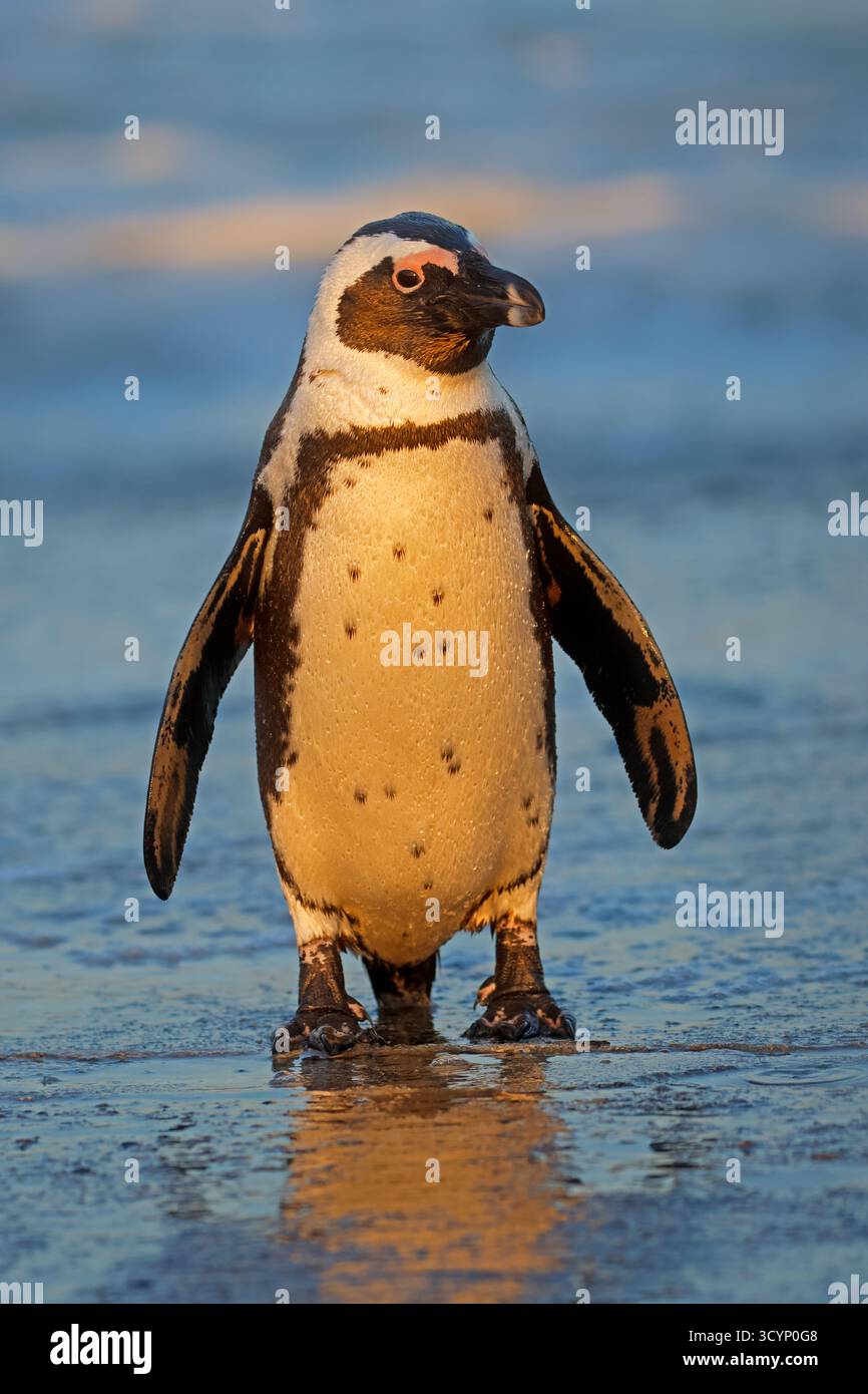 Un pinguino africano in via di estinzione (Spheniscus demersus) in piedi sulla spiaggia, in Sudafrica Foto Stock