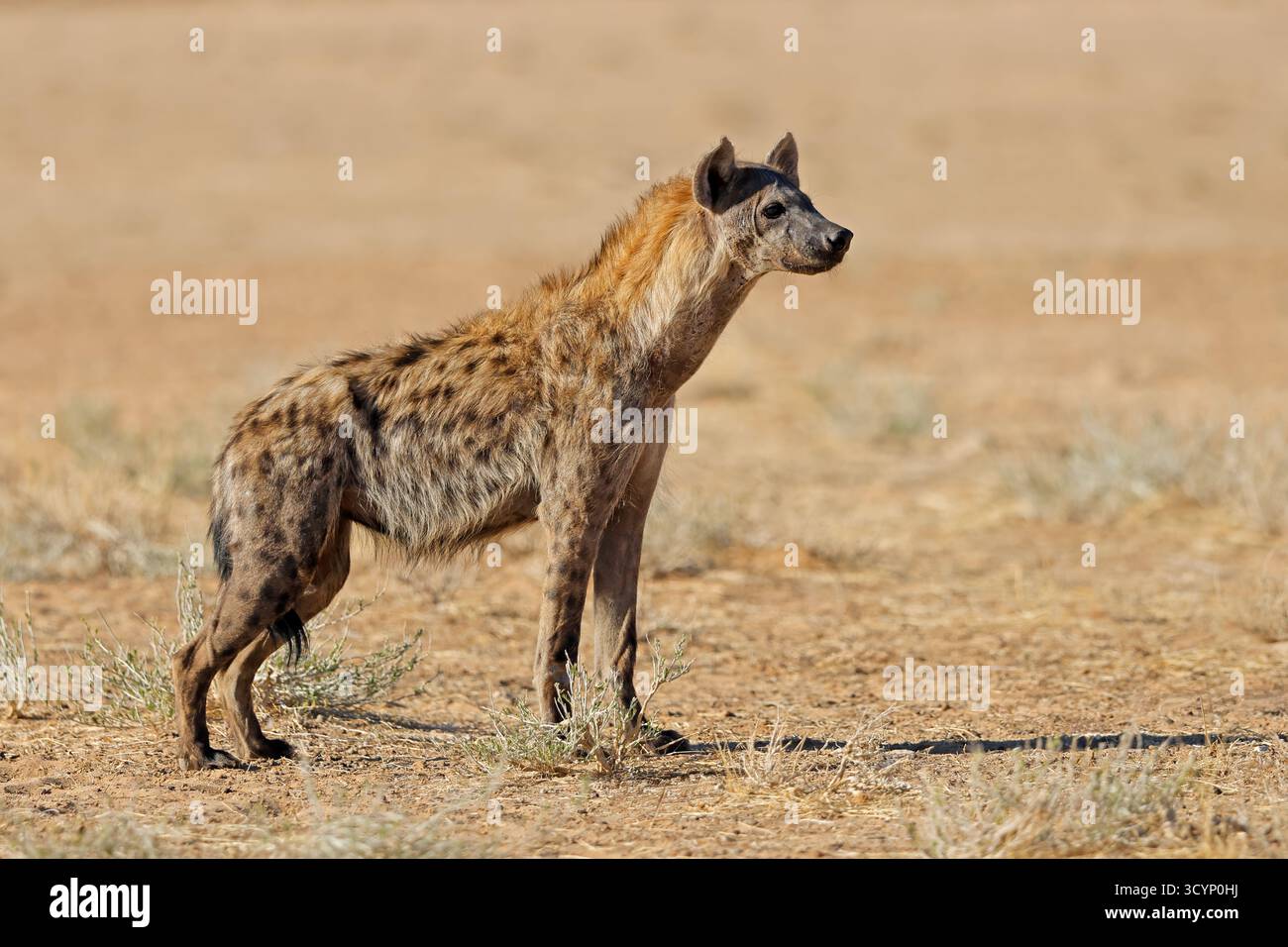 Una iena maculata (Crocuta crocuta) che si trova nell'habitat naturale, nel deserto del Kalahari, in Sudafrica Foto Stock