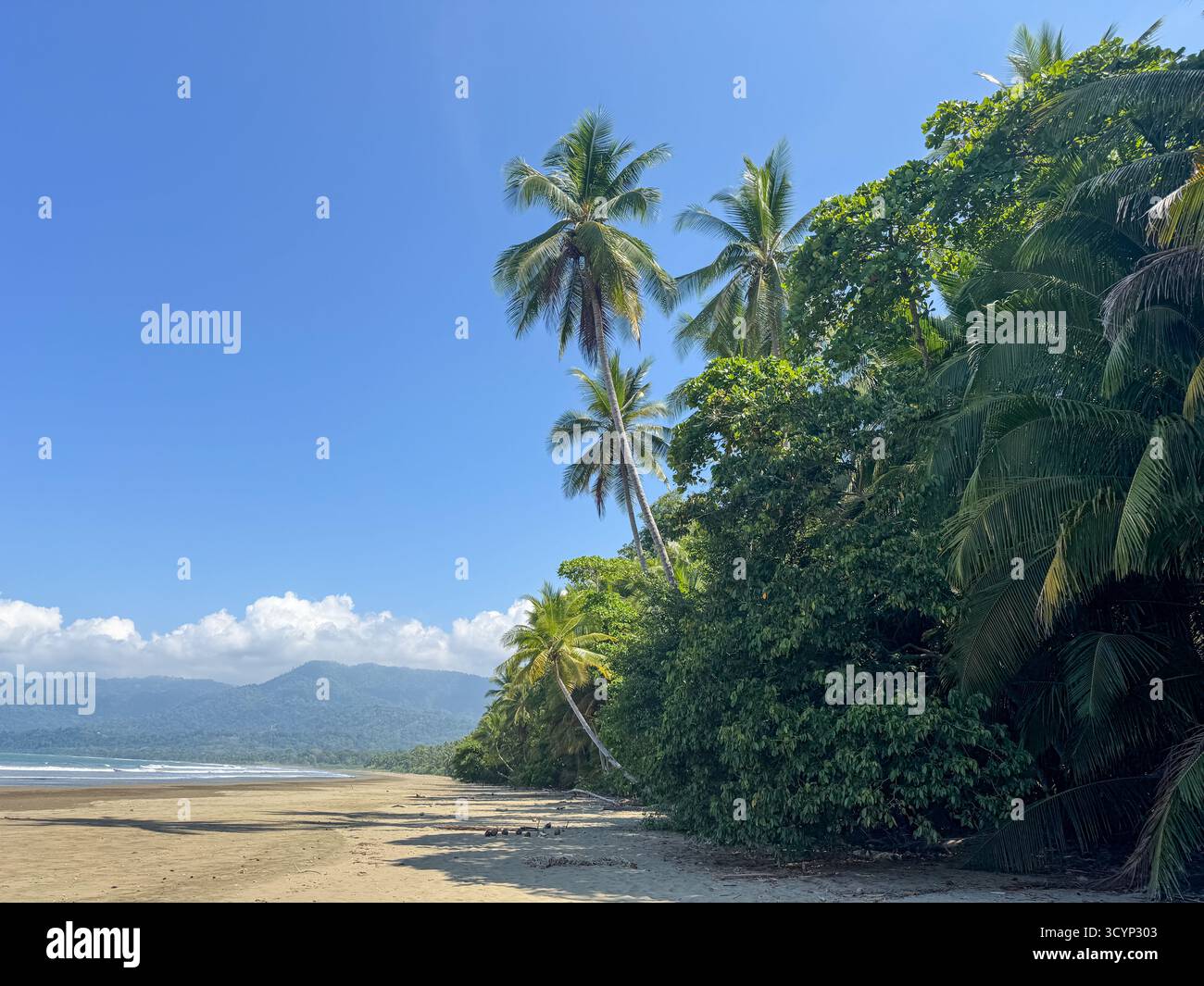 Spiaggia sabbiosa illuminata dal sole circondata da palme alte e vista sulle montagne vicino a Uvita, Costa Rica - Immagine stock catturata con smartphone