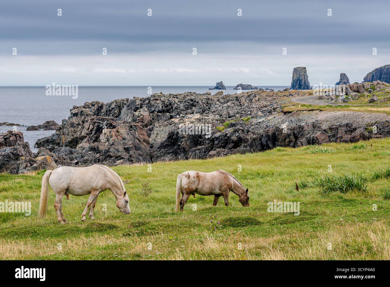 Cavalli selvatici che pascolano sulla costa del Dungeon Provincial Park vicino a Bonavista, Terranova Foto Stock