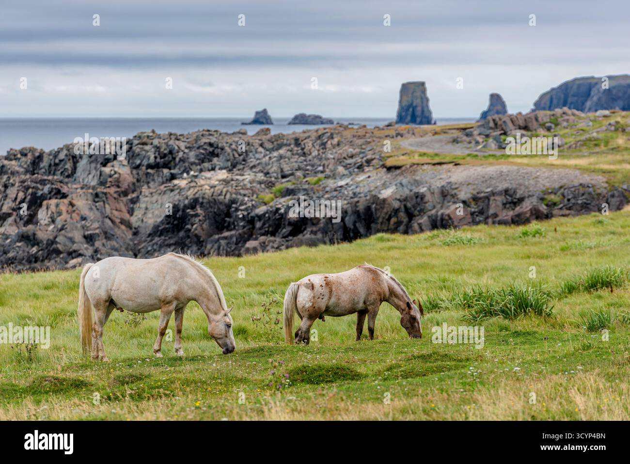 Cavalli selvatici che pascolano sulla costa del Dungeon Provincial Park vicino a Bonavista, Terranova Foto Stock