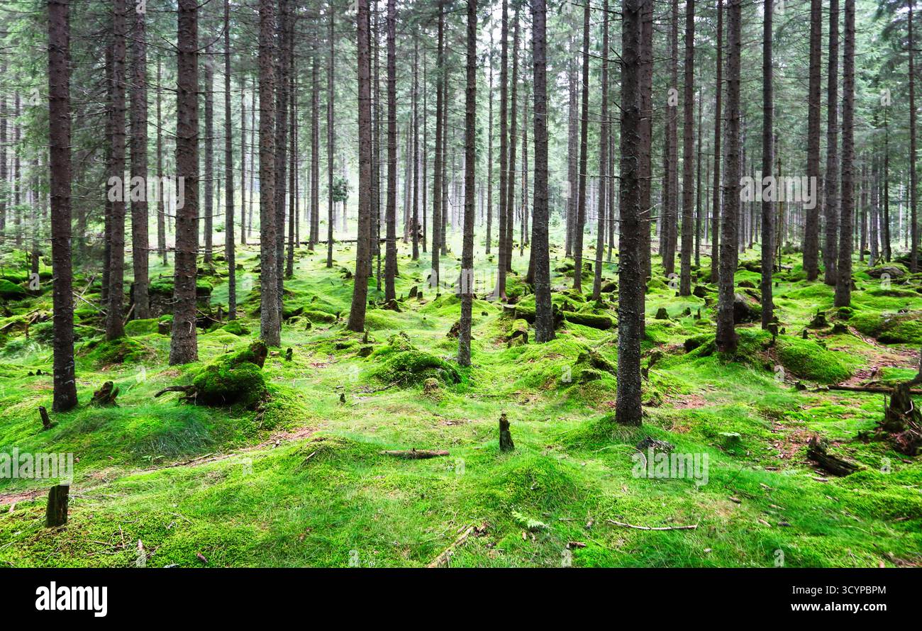 Panorama di un'incredibile foresta panoramica con alberi verdi freschi e il fogliame Foto Stock