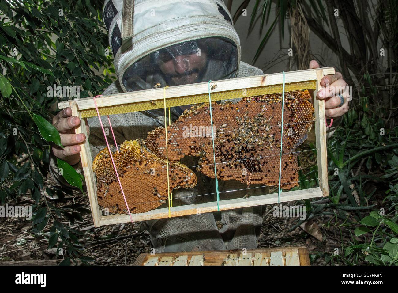 Il guardiano delle api al lavoro con parte del favo già in una cornice, e indossa la tuta completa, rimuovendo un nido di api mellifere dell'Africa occidentale dalla base di Foto Stock