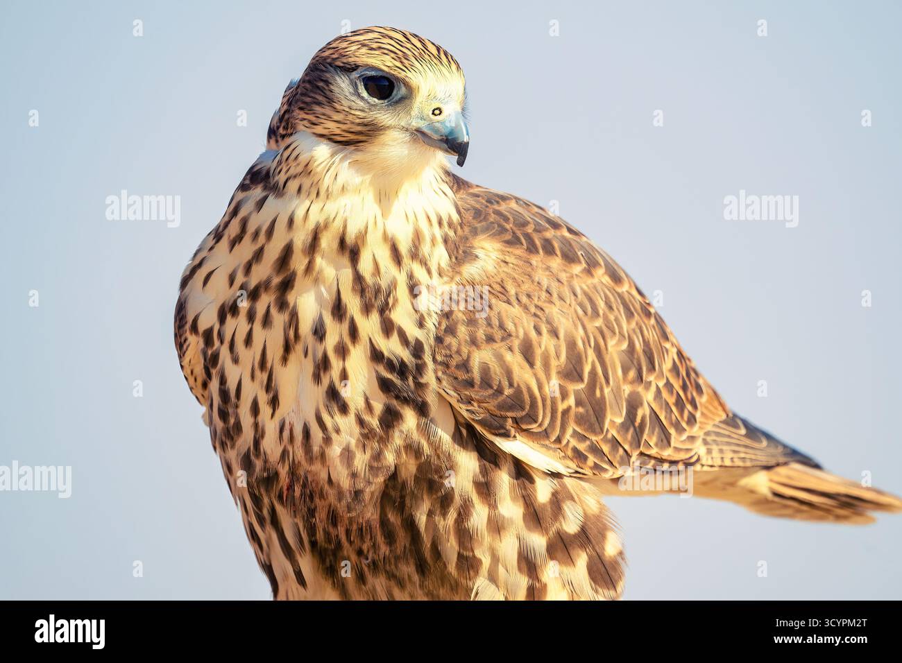 Maestoso Falcon: Uno splendido Ritratto di un uccello predatore nel suo habitat naturale. Primo piano ritratto Falcon Bird Foto Stock