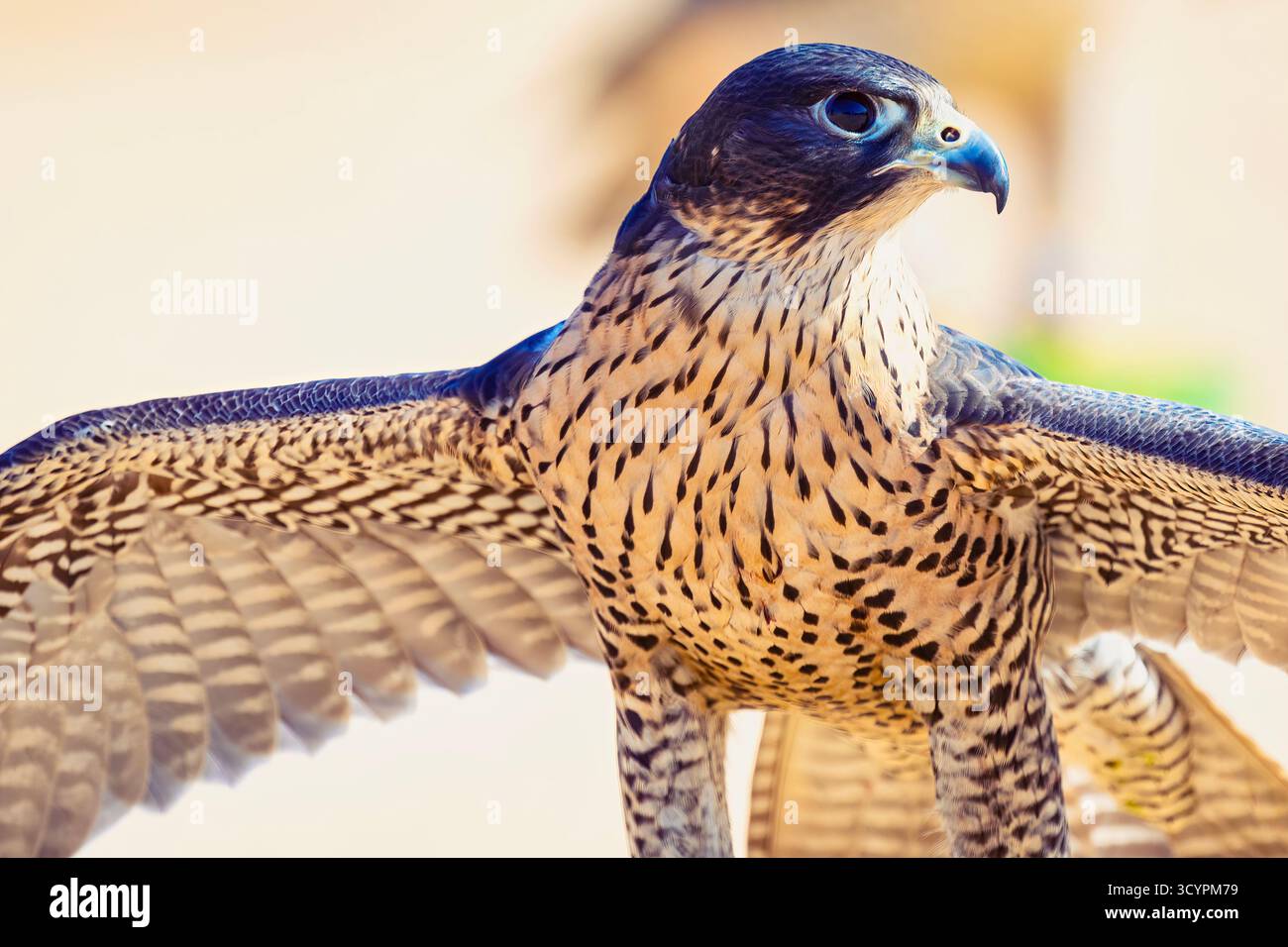 Maestoso Falcon: Uno splendido Ritratto di un uccello predatore nel suo habitat naturale. Primo piano ritratto Falcon Bird Foto Stock