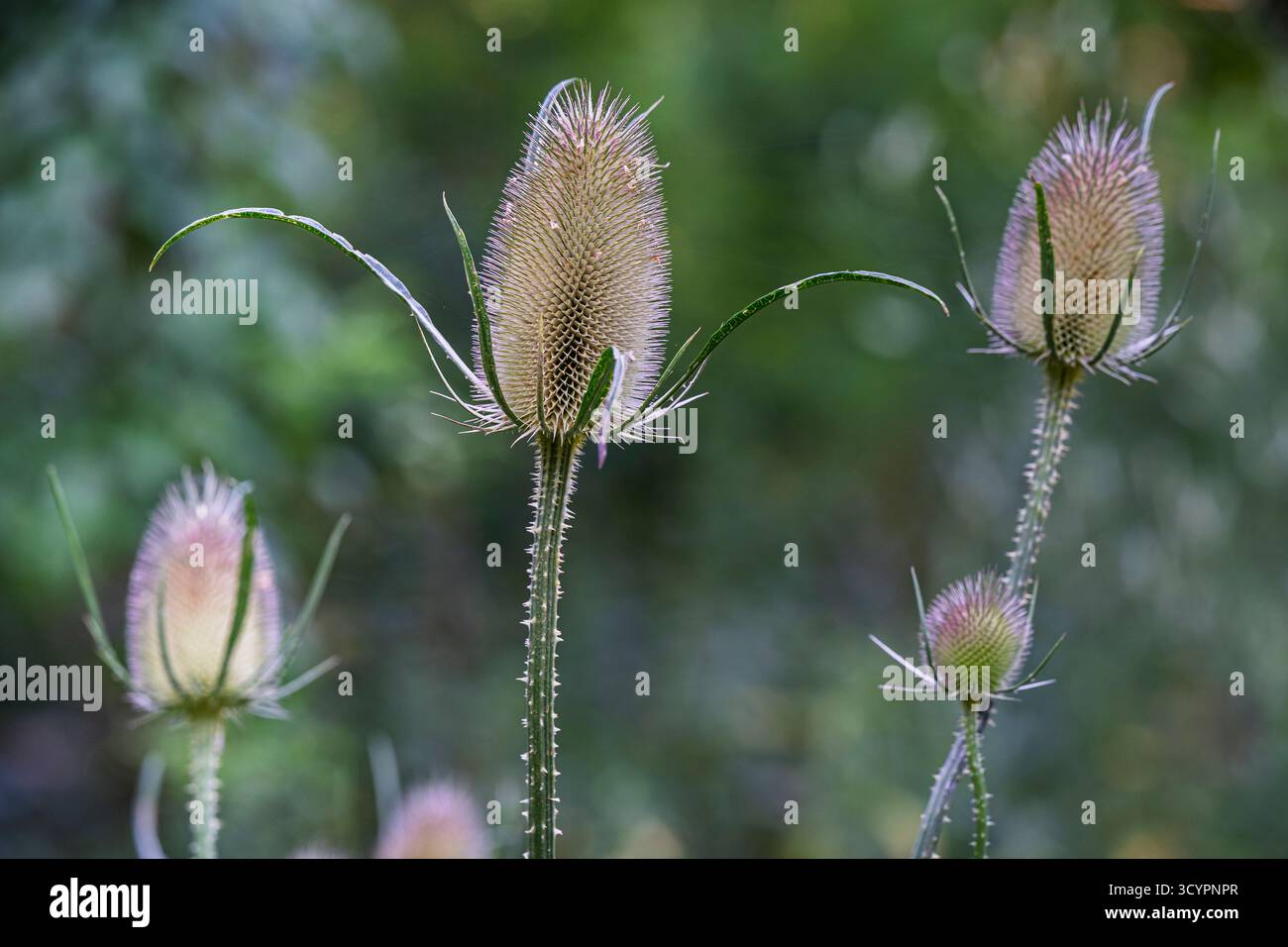 Vista ravvicinata del dipsacus fullonum, noto anche come cavalletto selvatico, o teste di fiori più pieni che crescono all'aperto in natura sullo sfondo naturale Foto Stock