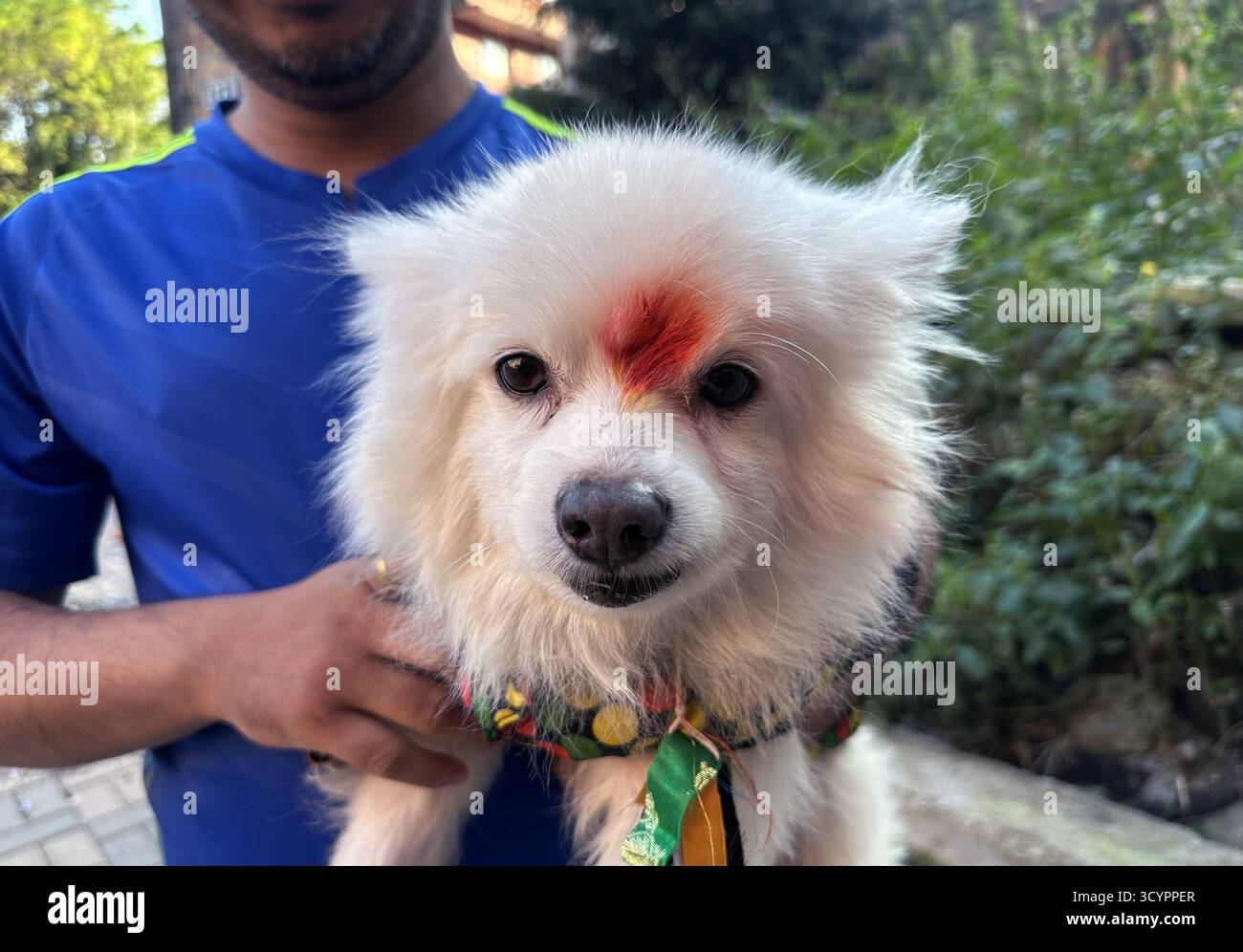 Kathmandu, Nepal. 20 ottobre 2025. Un cane è adorato durante Kukur Tihar, secondo giorno del festival Tihar a Kathmandu, Nepal, il 20 ottobre 2025. Il secondo giorno di Tihar, chiamato Kukur Tihar, è dedicato al culto dei cani. In questo giorno, le persone adorano i cani per compiacere Yama, il dio della morte, in quanto sono considerati i suoi messaggeri. Tihar, la festa indù dei fiori e delle luci, viene celebrata per cinque giorni. (Credit Image: © Sunil Sharma/ZUMA Press Wire) SOLO PER USO EDITORIALE! Non per USO commerciale! Foto Stock