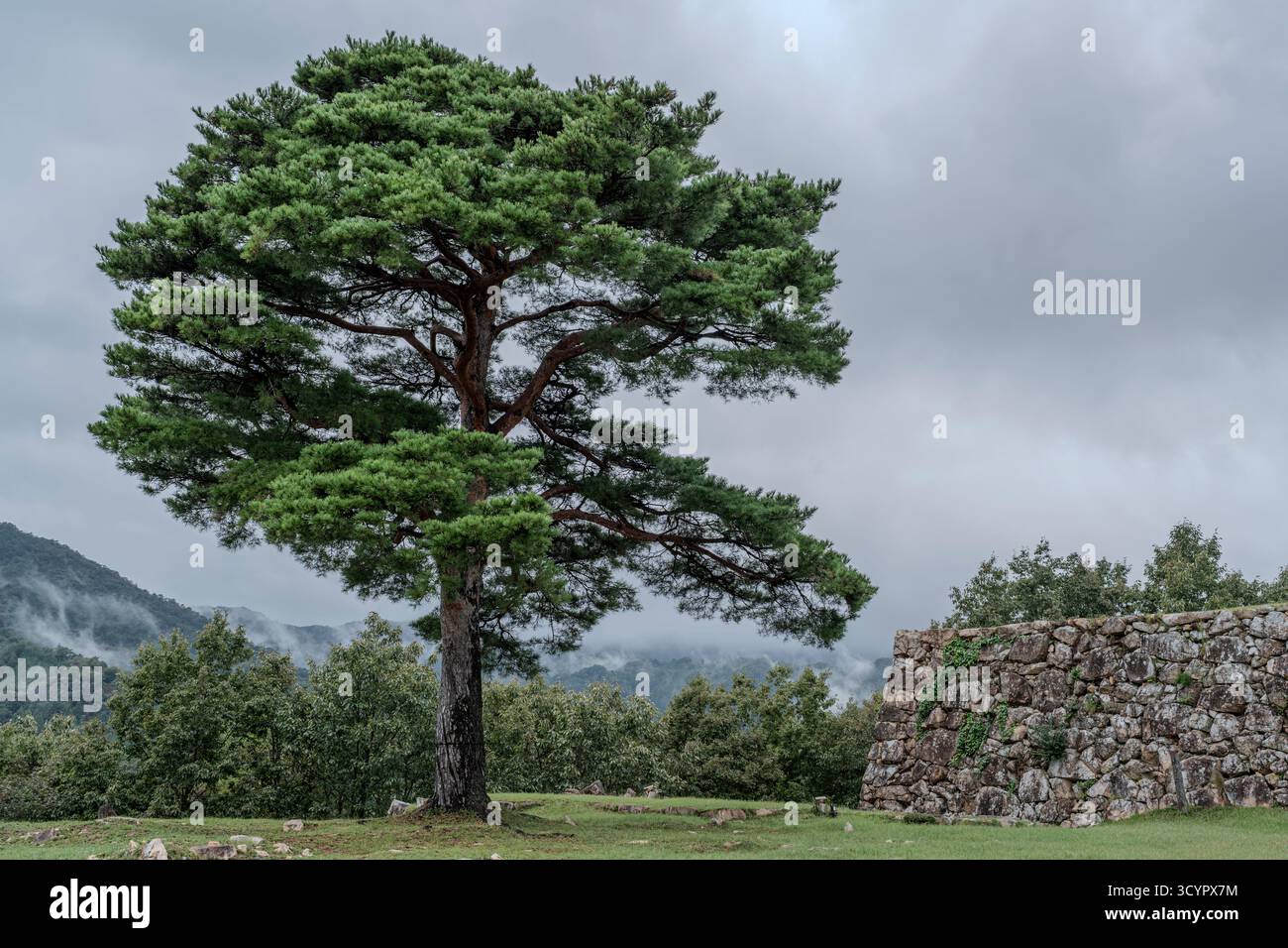 Un albero e un muro di pietra alle rovine del castello di Takeda ad Asago, prefettura di Hyogo, Giappone. Foto Stock