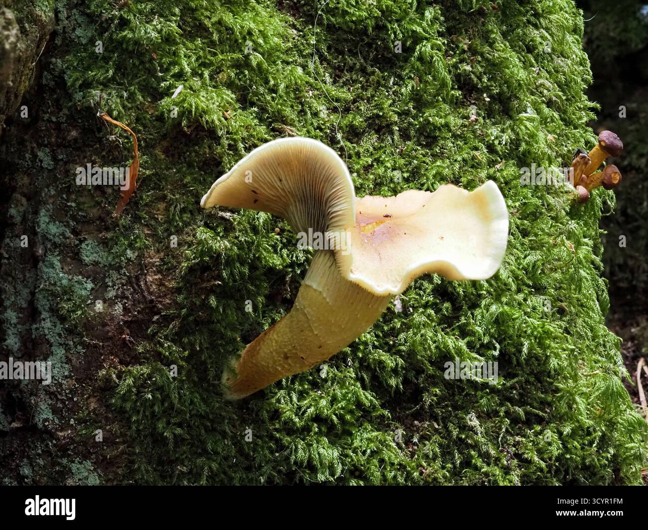 Ciuffo di zolfo, Hypholoma fasciculare, derivante da un tronco di muschio. Decoy Country Park, Newton Abbot, Regno Unito. Foto Stock