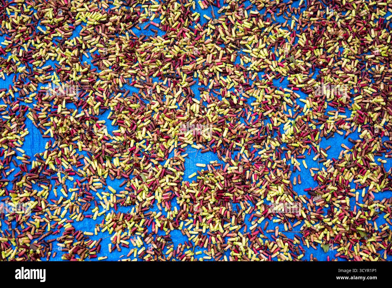 I chiodi di garofano (Syzygium aromaticum) vengono essiccati sotto il sole. Giava, Indonesia. Foto Stock