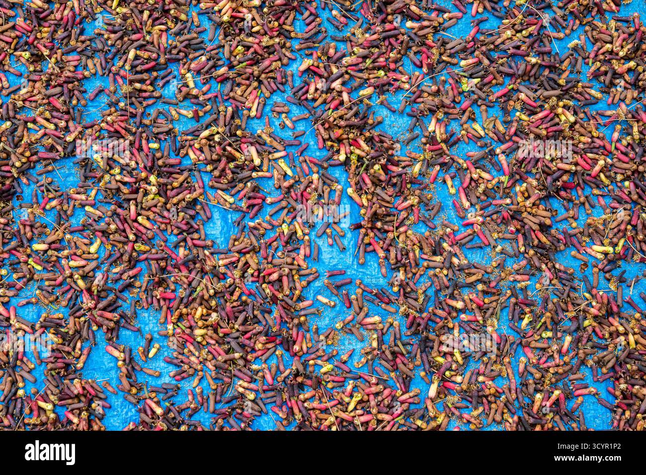 I chiodi di garofano (Syzygium aromaticum) vengono essiccati sotto il sole. Giava, Indonesia. Foto Stock