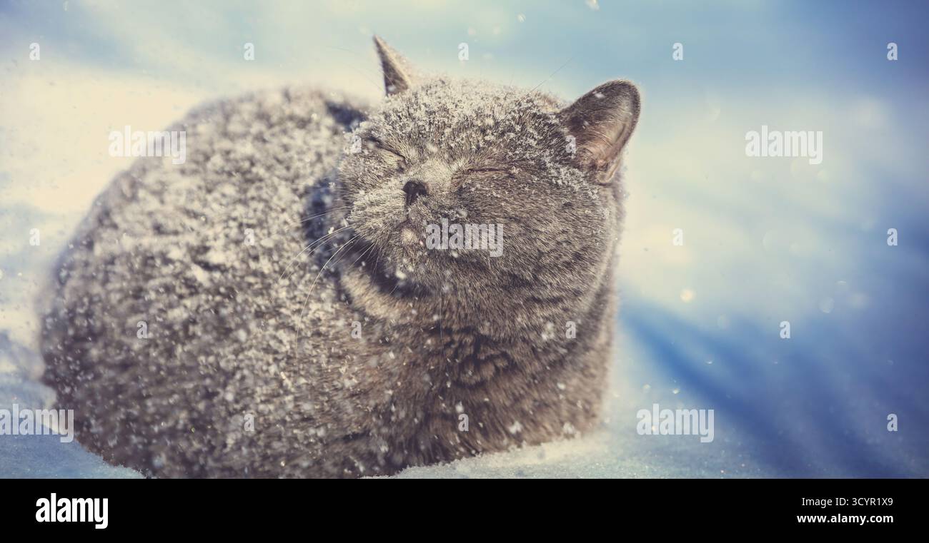Gatto Blue British shorthair all'aperto in inverno. Il gatto si siede nella neve profonda Foto Stock