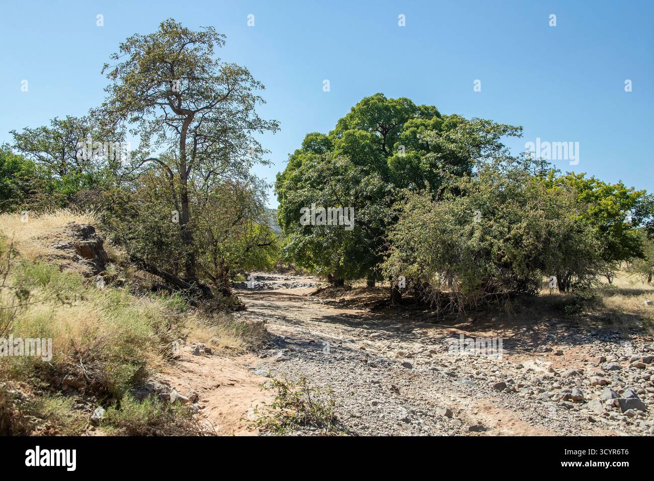 Attraversamento di un fiume arido ed effimero, disseminato di rocce; nel bosco di mopani C43 strada tra Palmwag ed Epupa Foto Stock