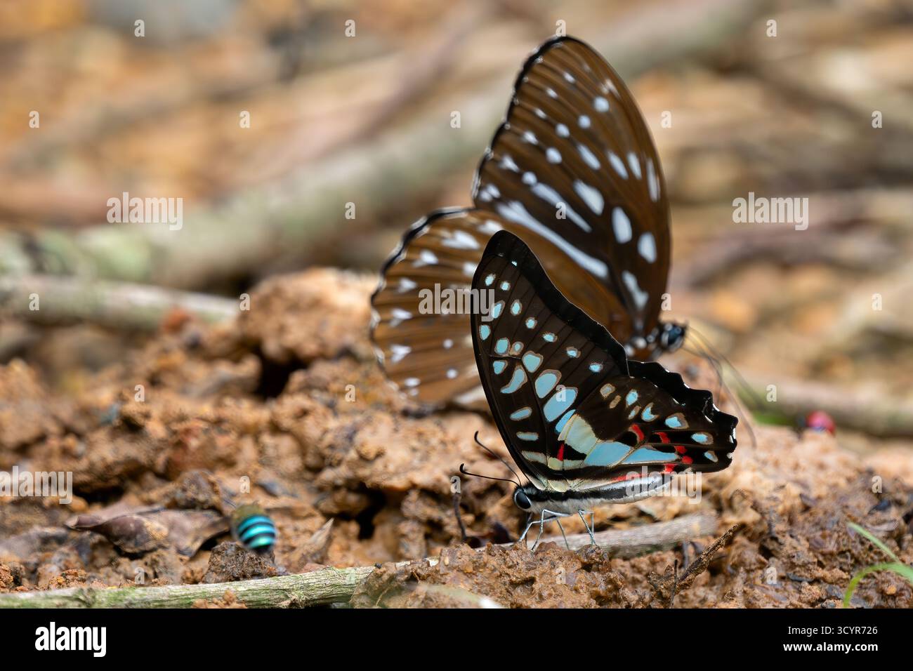 Farfalla comune di Jay - Graphium Doson, bellissima farfalla a coda di spada colorata originaria di cespugli e foreste del sud-est asiatico, Vietnam. Foto Stock