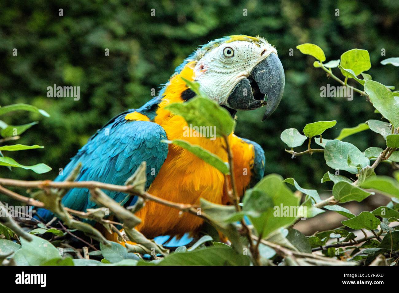 Un bellissimo ritratto di un'ara blu e gialla in una foresta tropicale. Uccello esotico Foto Stock