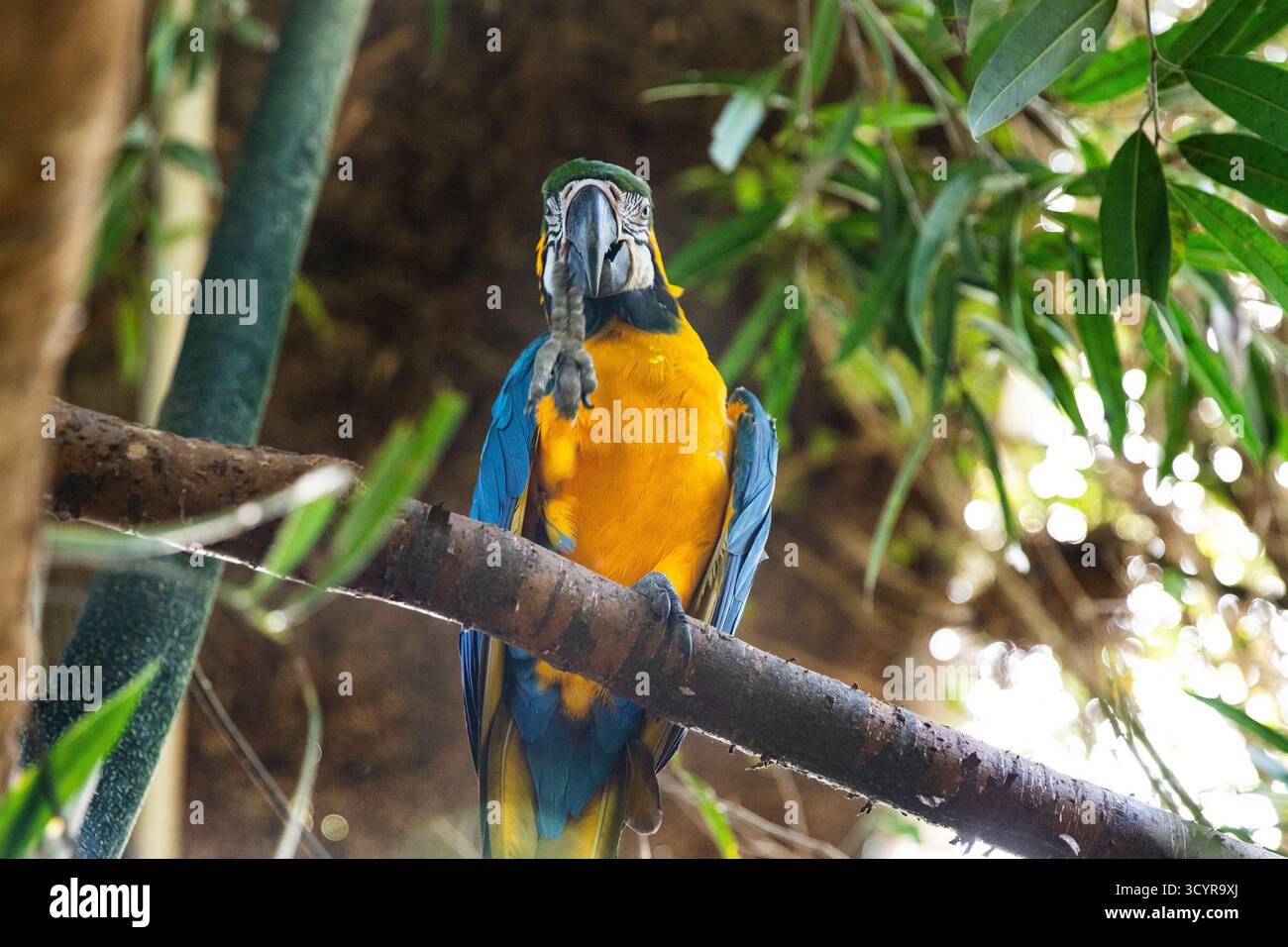 Fotografia di animali selvatici di uccelli esotici nella giungla. Pappagallo giallo e blu colorato Foto Stock